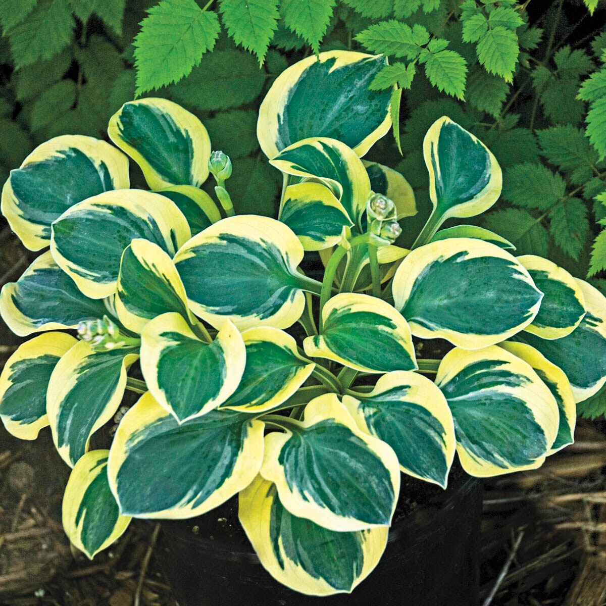 Breck's 90353 perennials - View #2