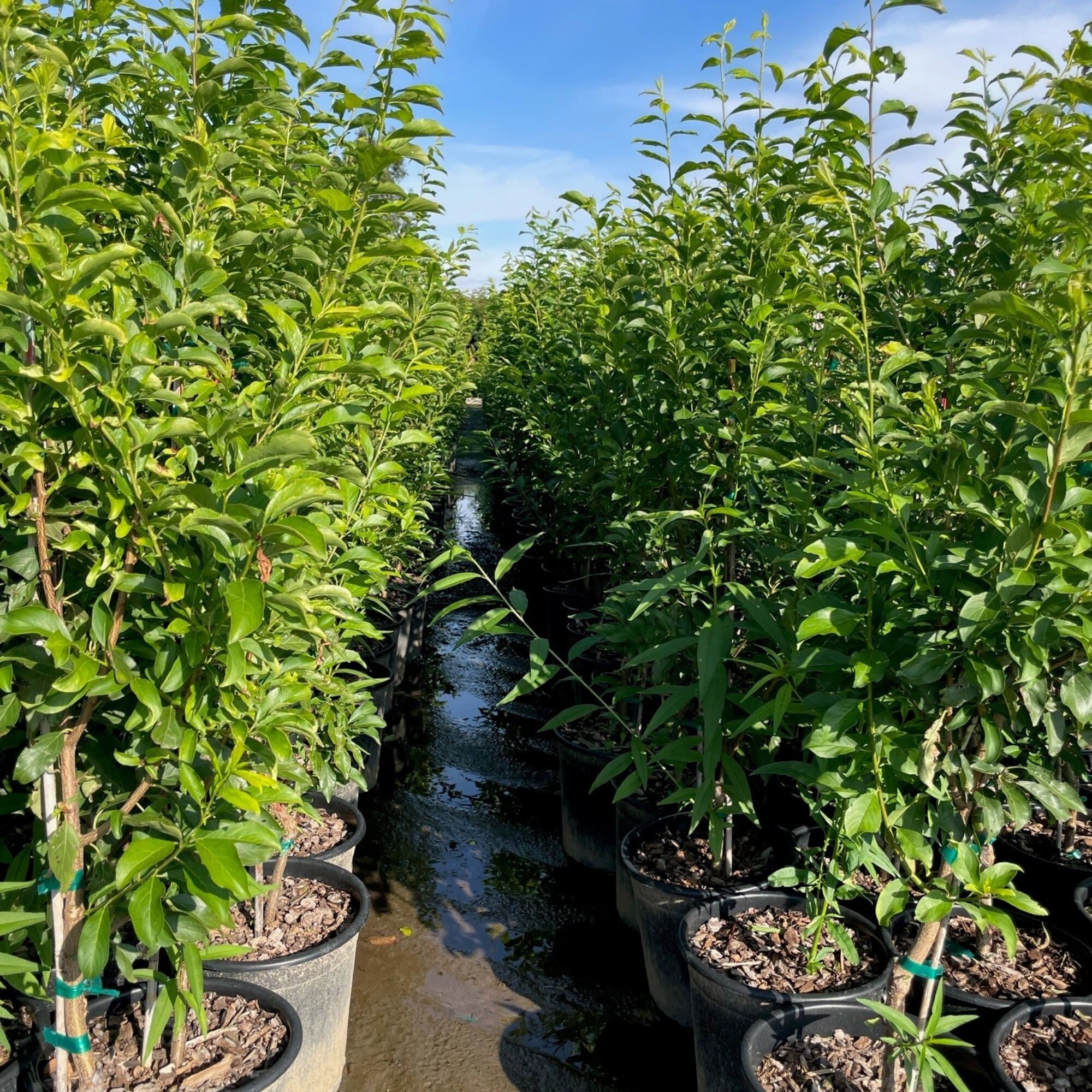 Frantz Wholesale Nursery 98617 trees - View #3