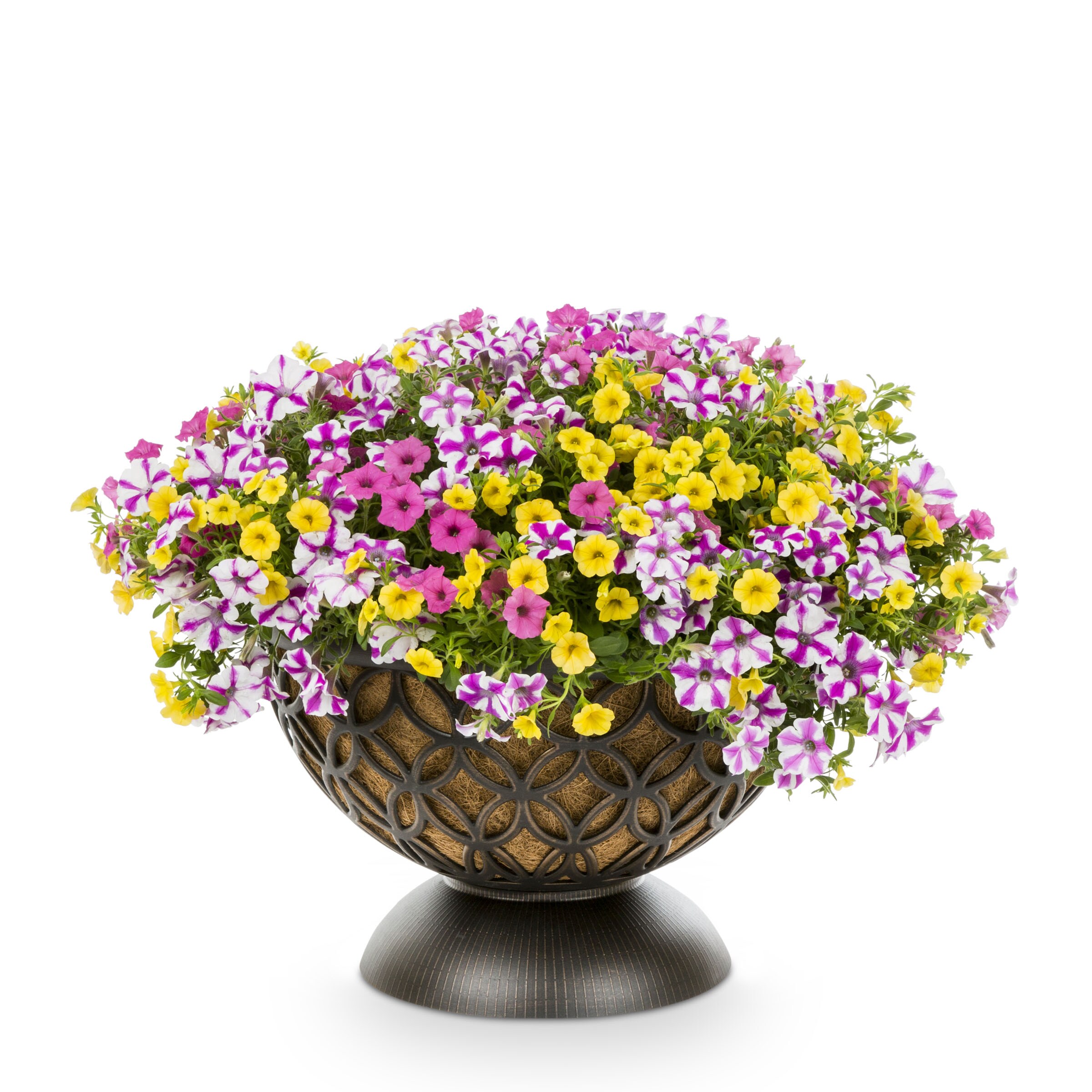 Proven Winners NURSERY annuals - View #4
