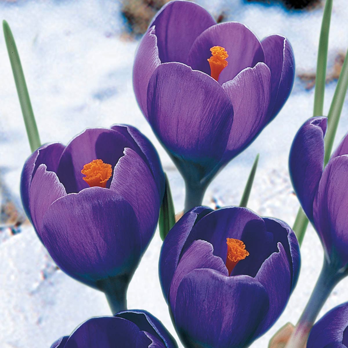 Breck's 91869 Plant-Bulbs - View #3