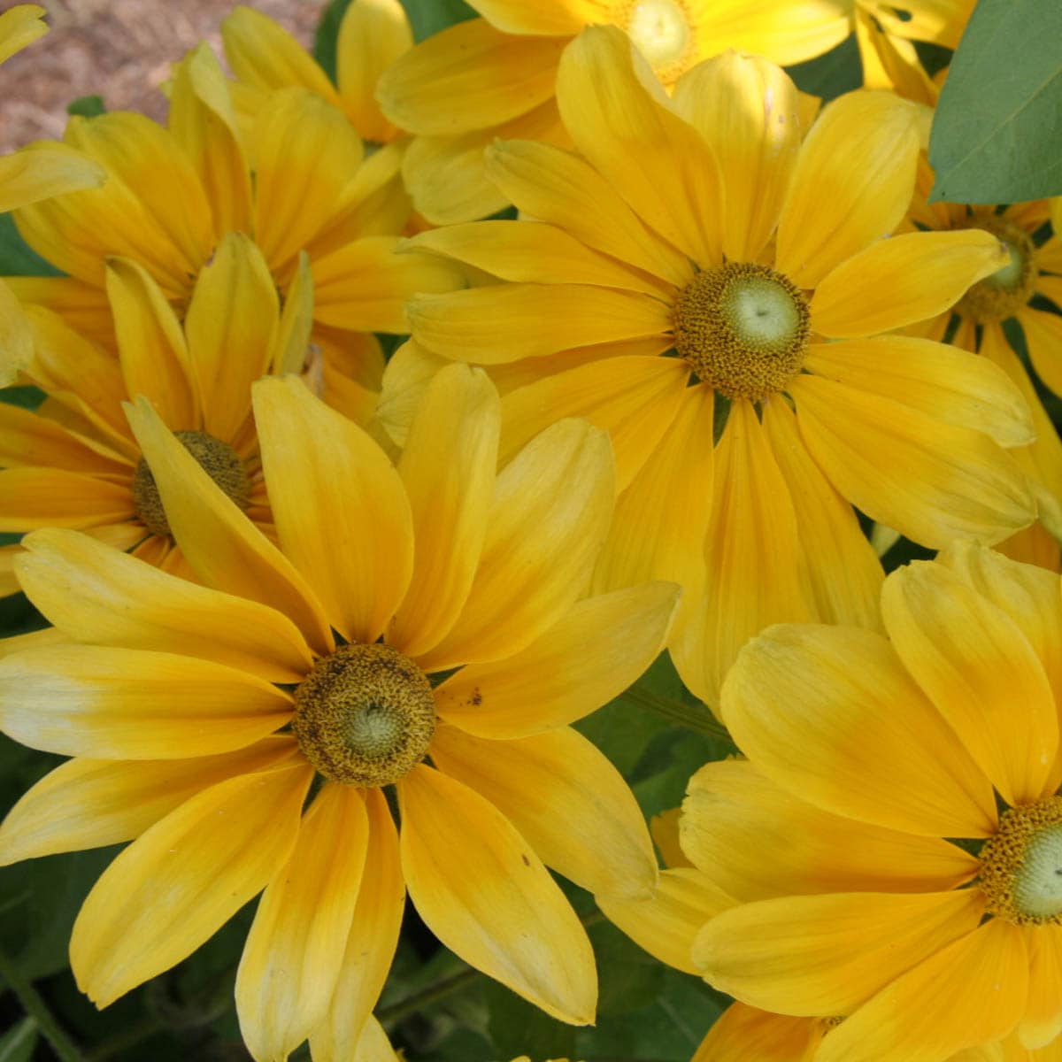 Spring Hill Nurseries 92979 Yellow Prairie Sun Rudbeckia Plant in 3 -Pack Bareroot 3.0 -Pack
