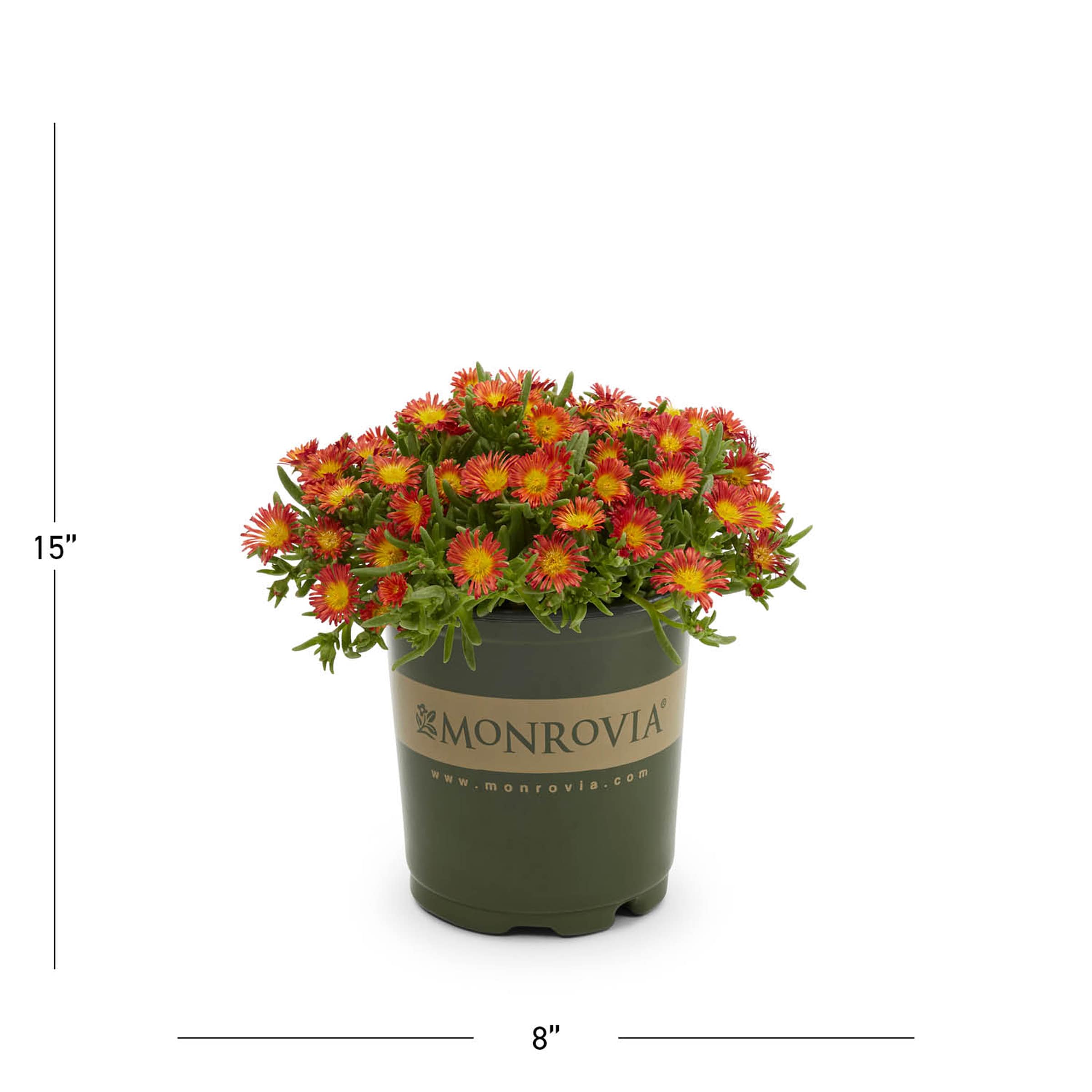 Monrovia 4977 perennials - View #3