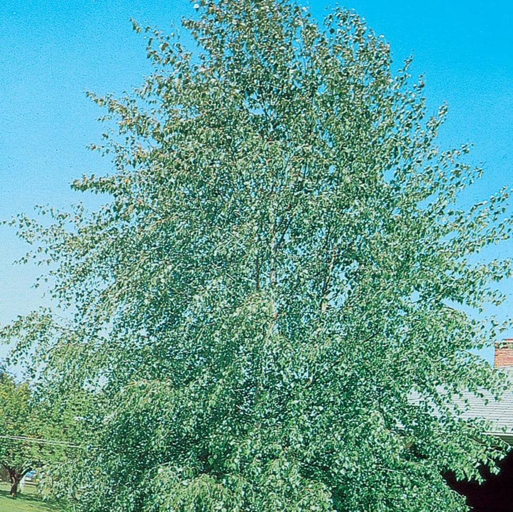 European White Birch Tree