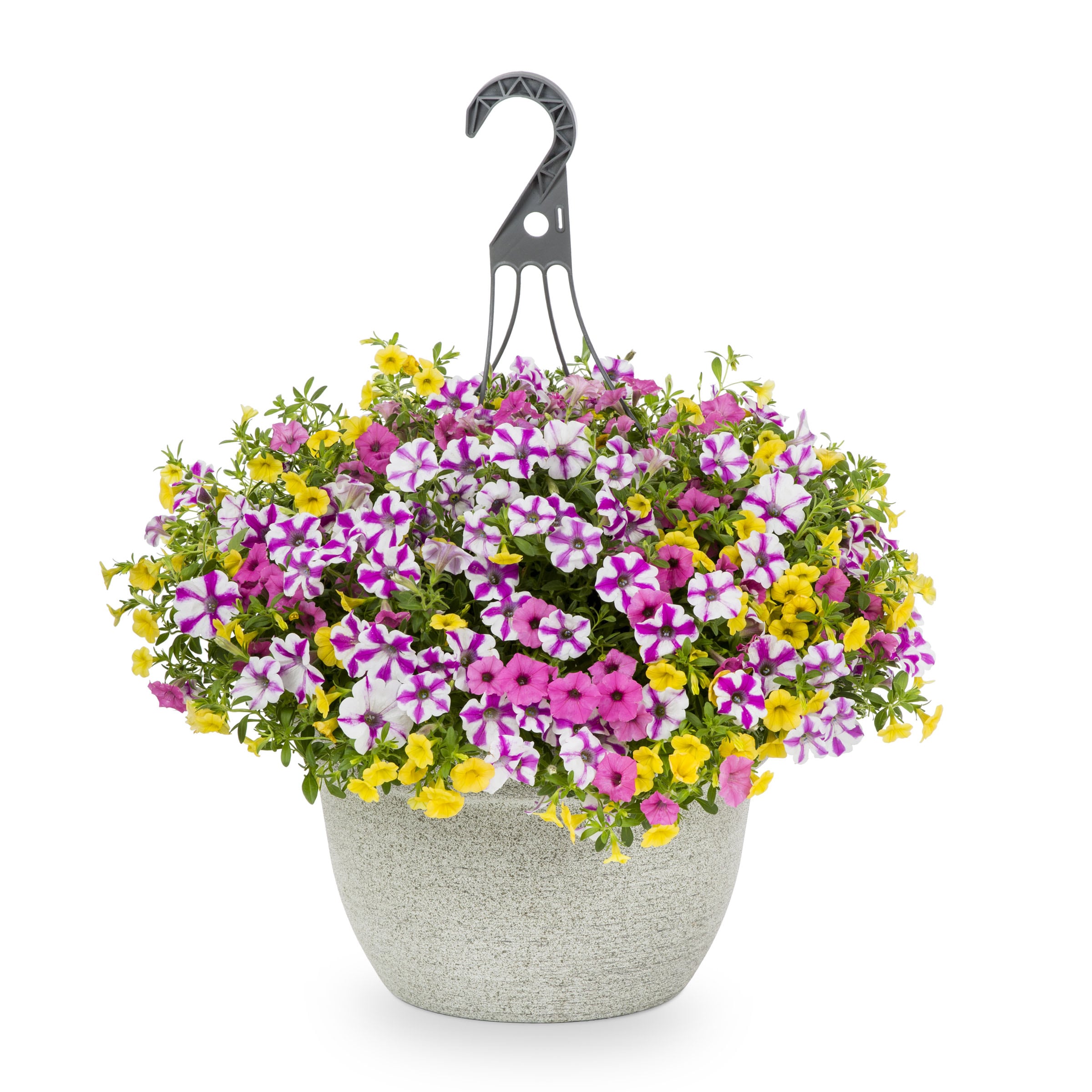 Multicolor Sunglasses in 3.5-Gallon Hanging Basket in the Annuals ...