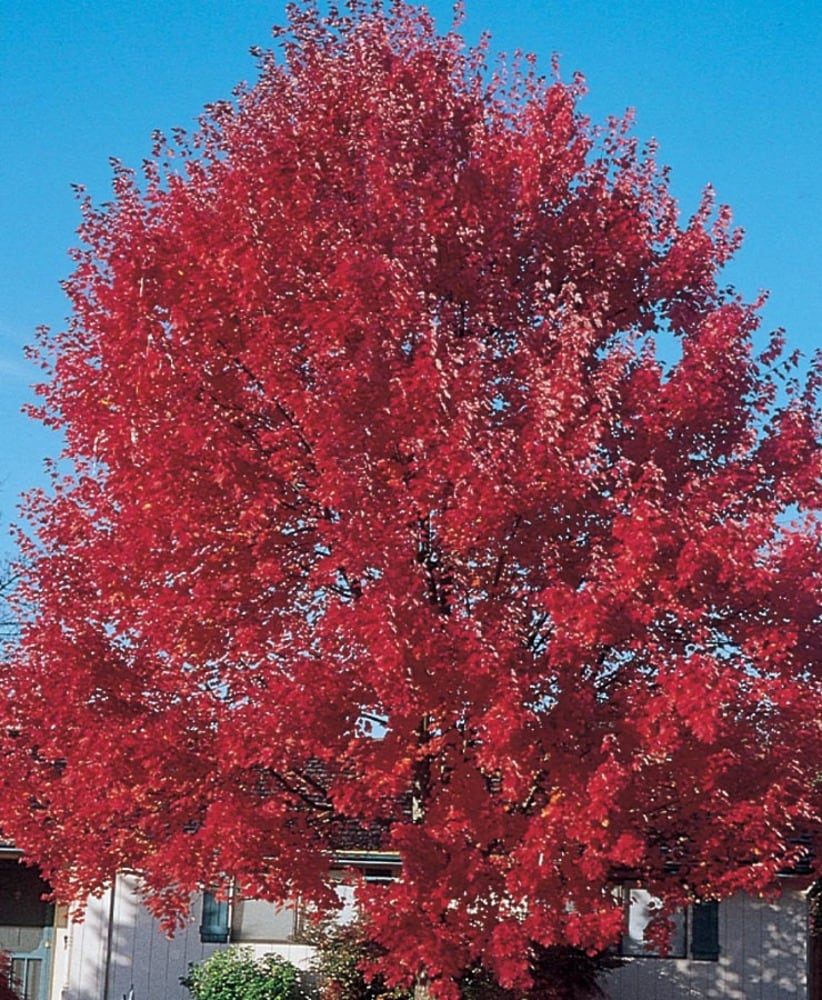  NURSERY 7.28 -Gallon Shade Sun Valley Maple In pot (with soil)