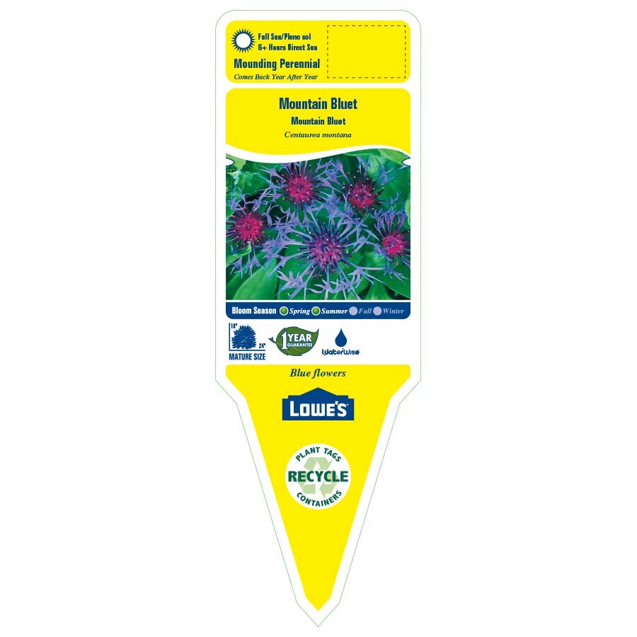 Lowe's Blue Mountain Bluet in 1-Gallon Pot in the Perennials