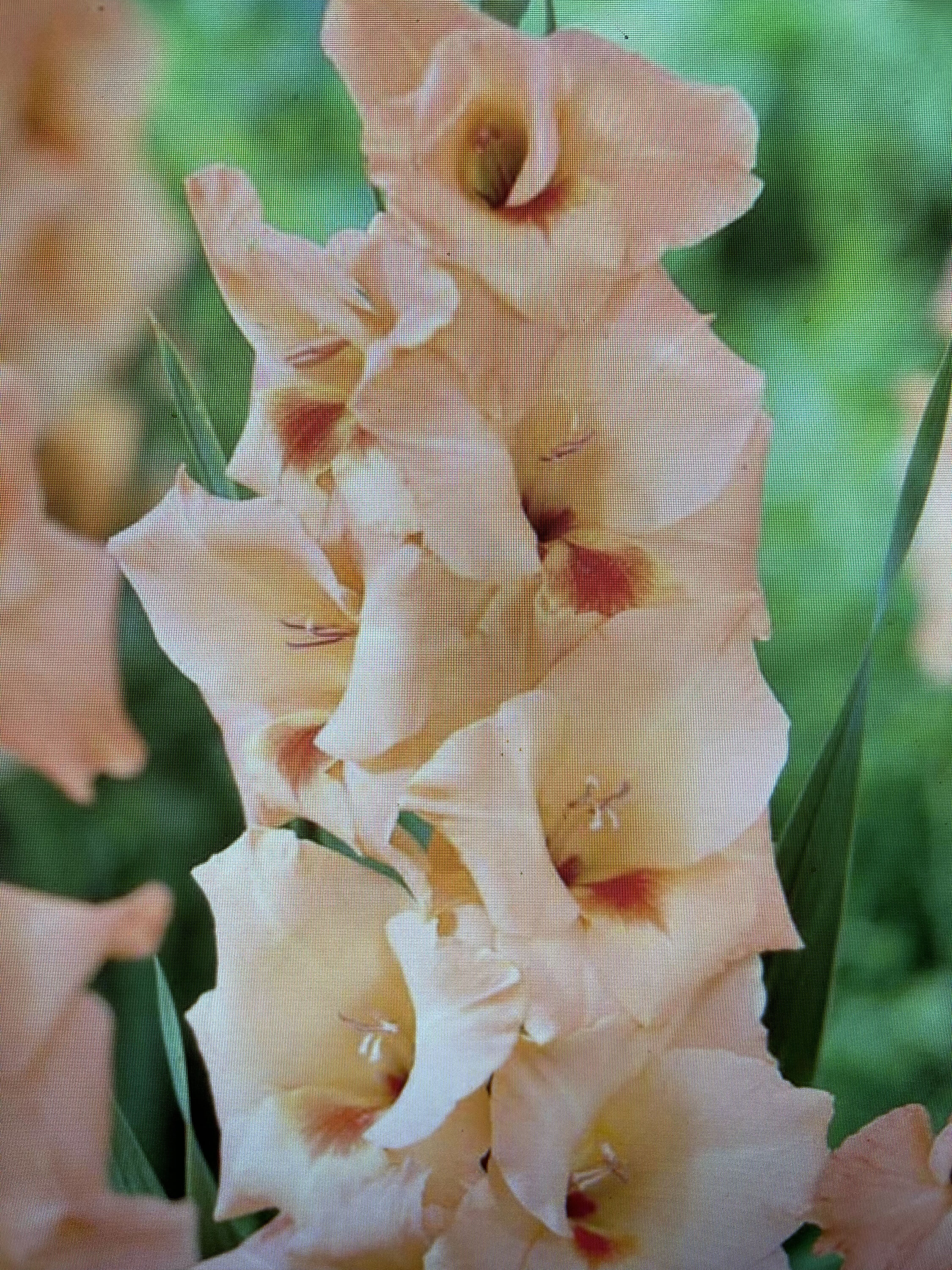 Daylily Nursery 21656 Plant-Bulbs - View #3