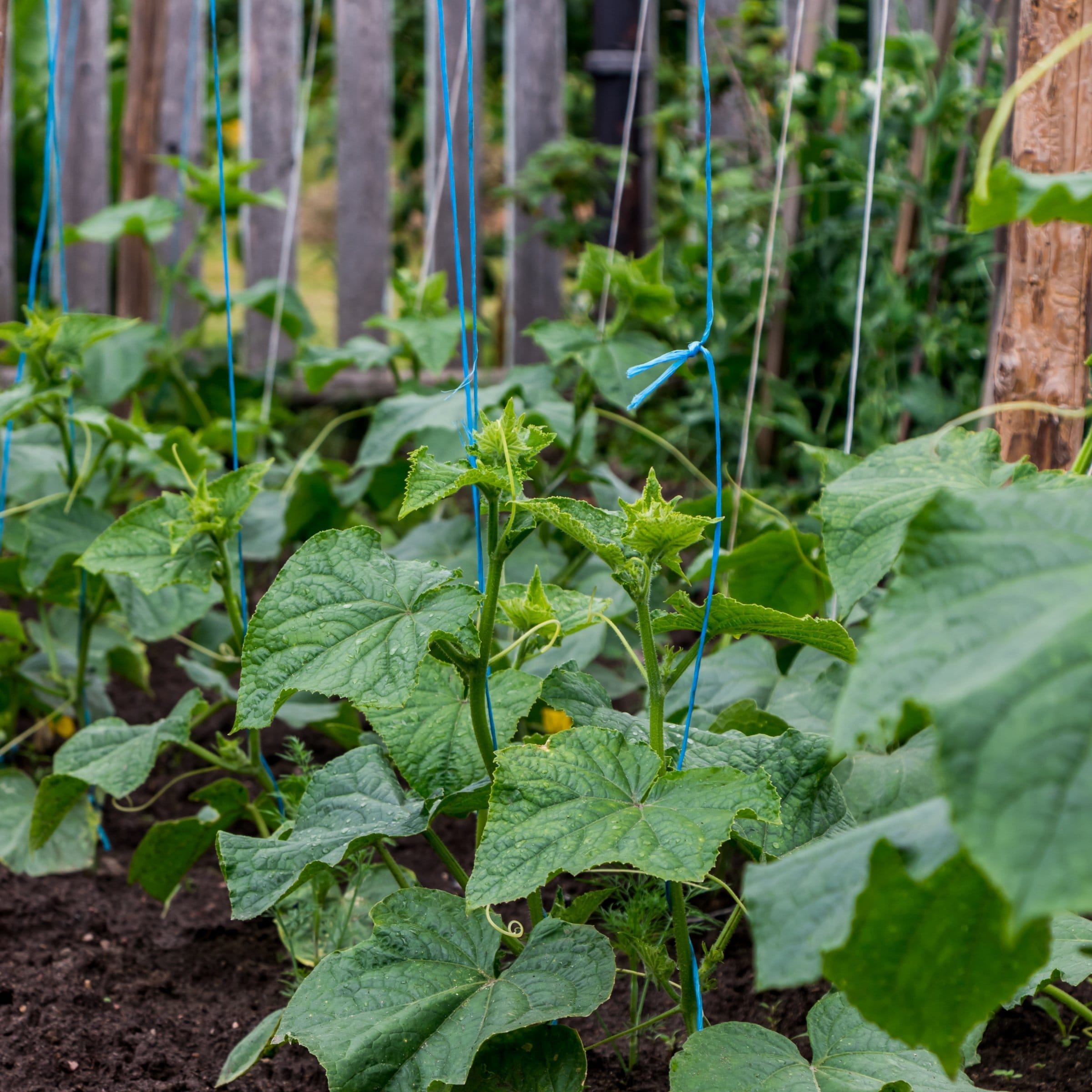 National Plant Network LW2585 Vegetable-Plants - View #6