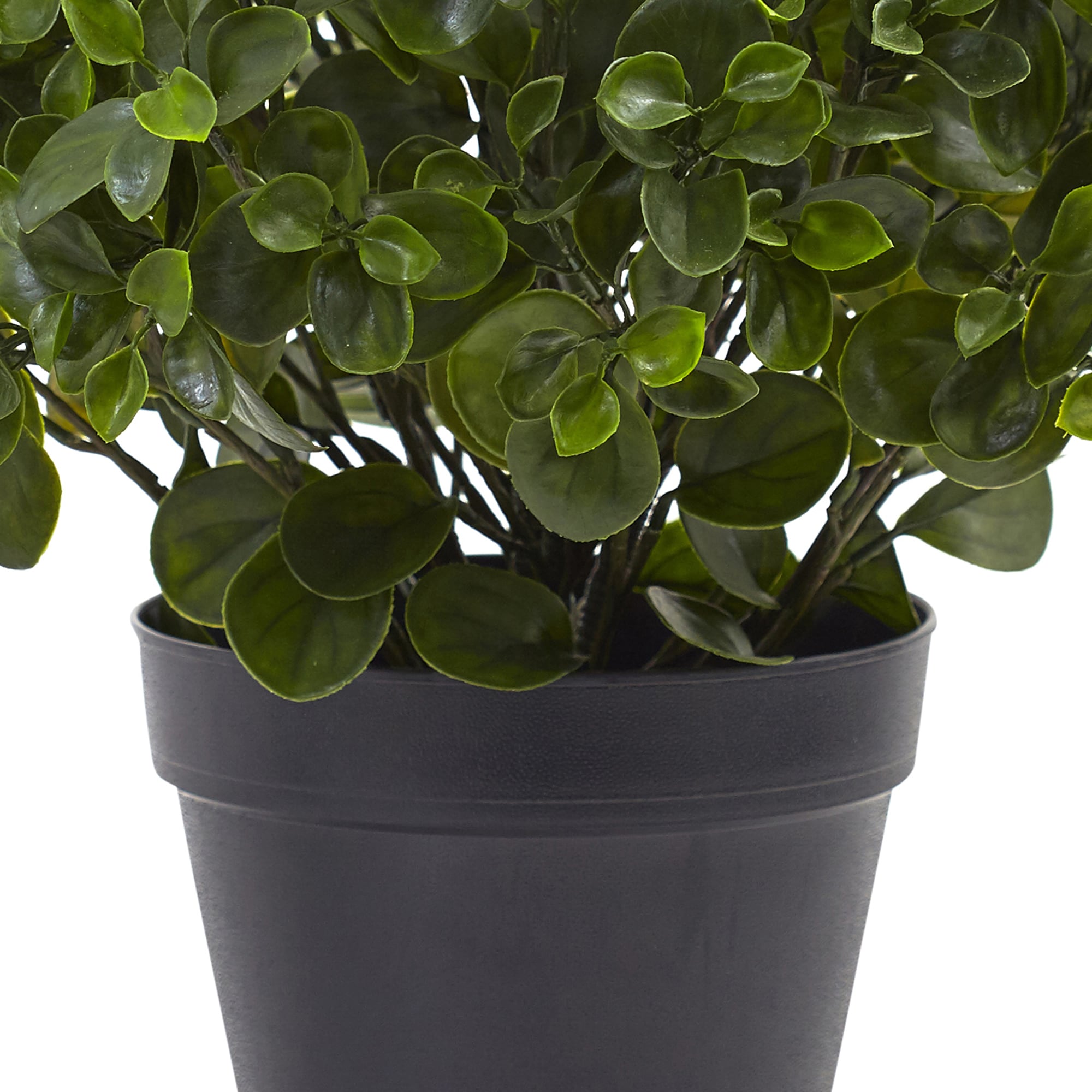 Lush Outdoor 24" UV-Resistant Peperomia in Black Pot
