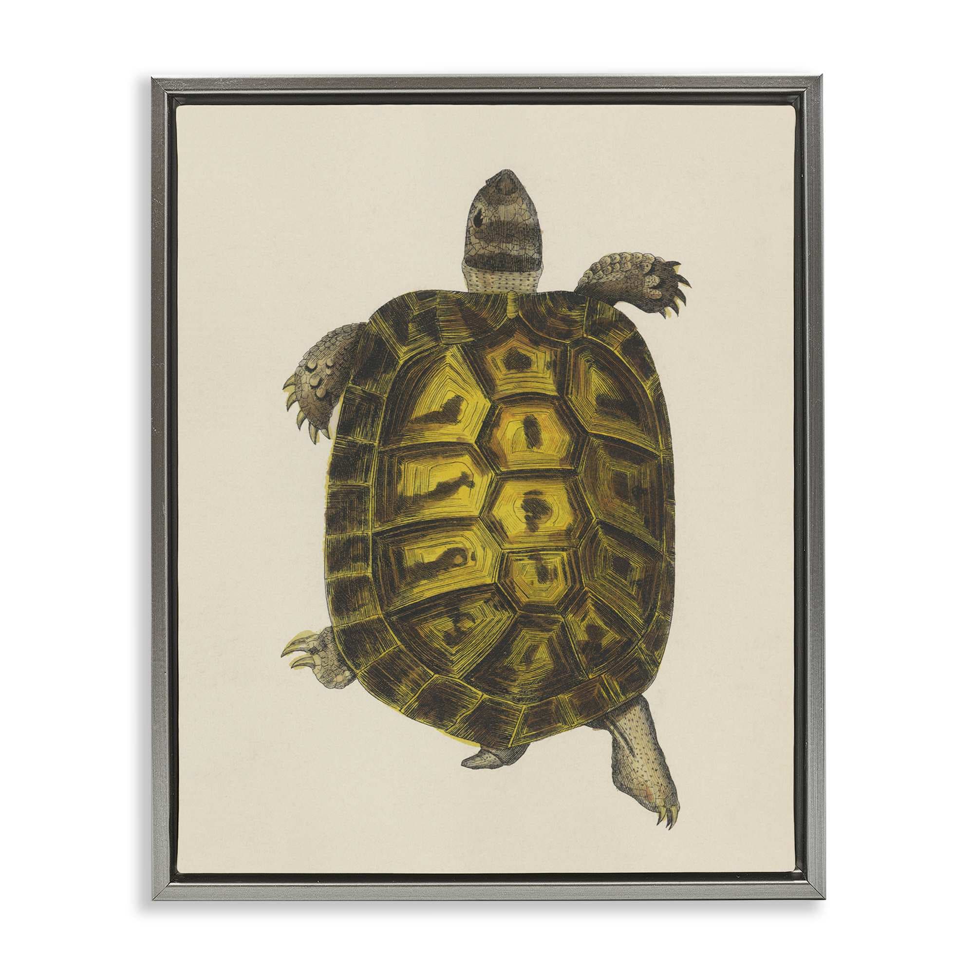 Stupell Industries BT-460-FFL-24X30 Vintage Maritime Tortoise Gray Framed Floater Canvas Wall Art By Phillipa Katz 25 x 31