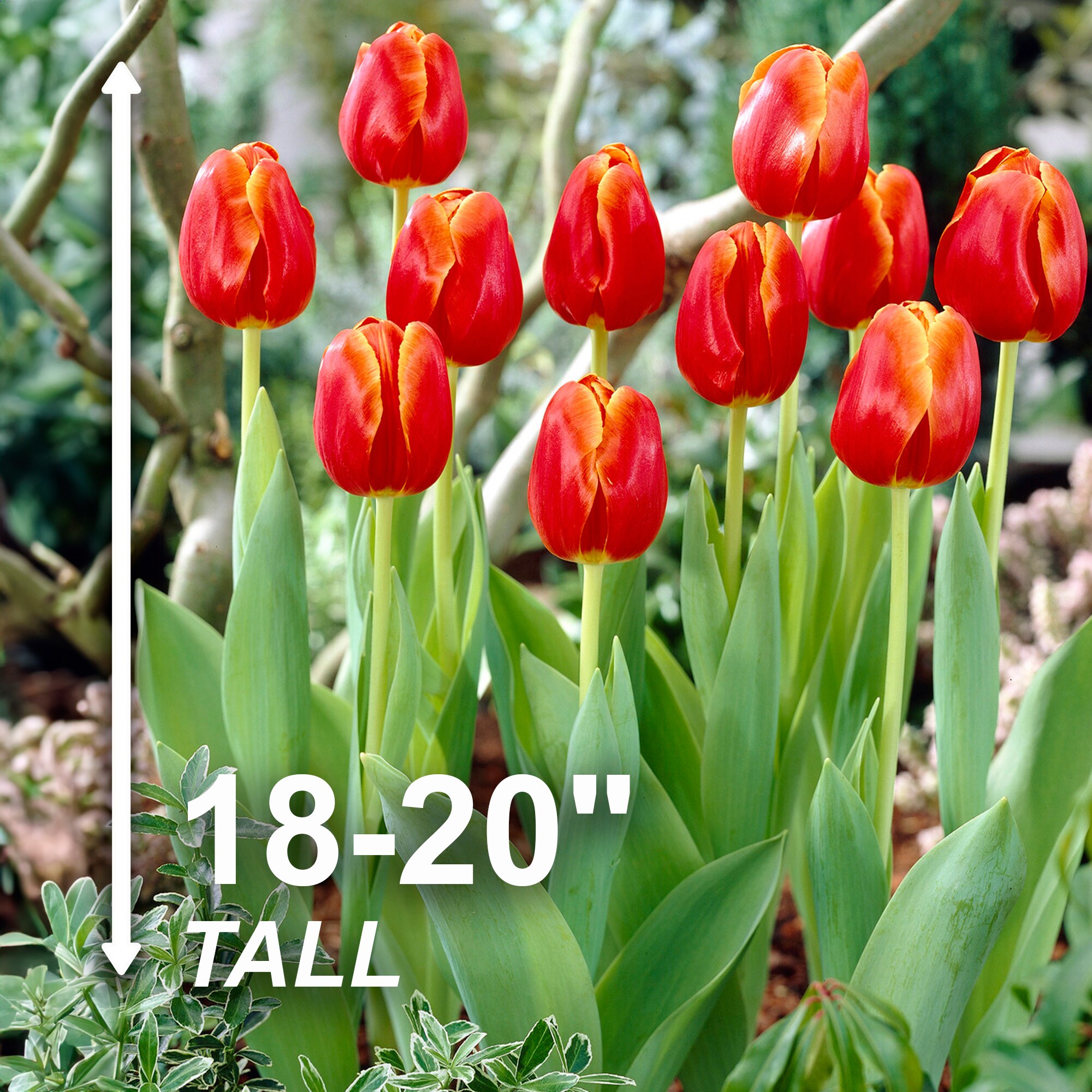 Garden State Bulb ECF-65-25-01 Plant-Bulbs - View #3