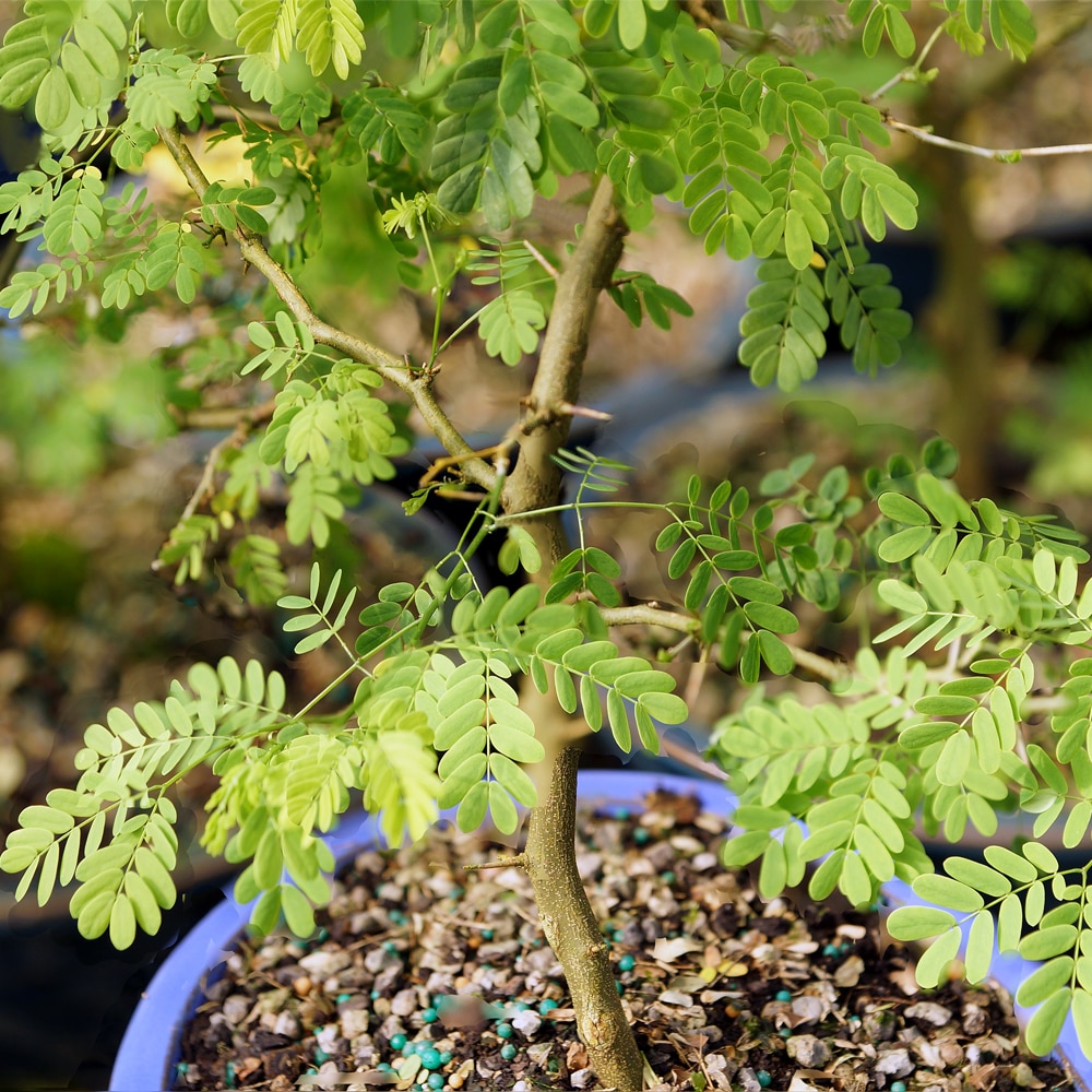 Brussel's Bonsai DT4022BRT trees - View #6