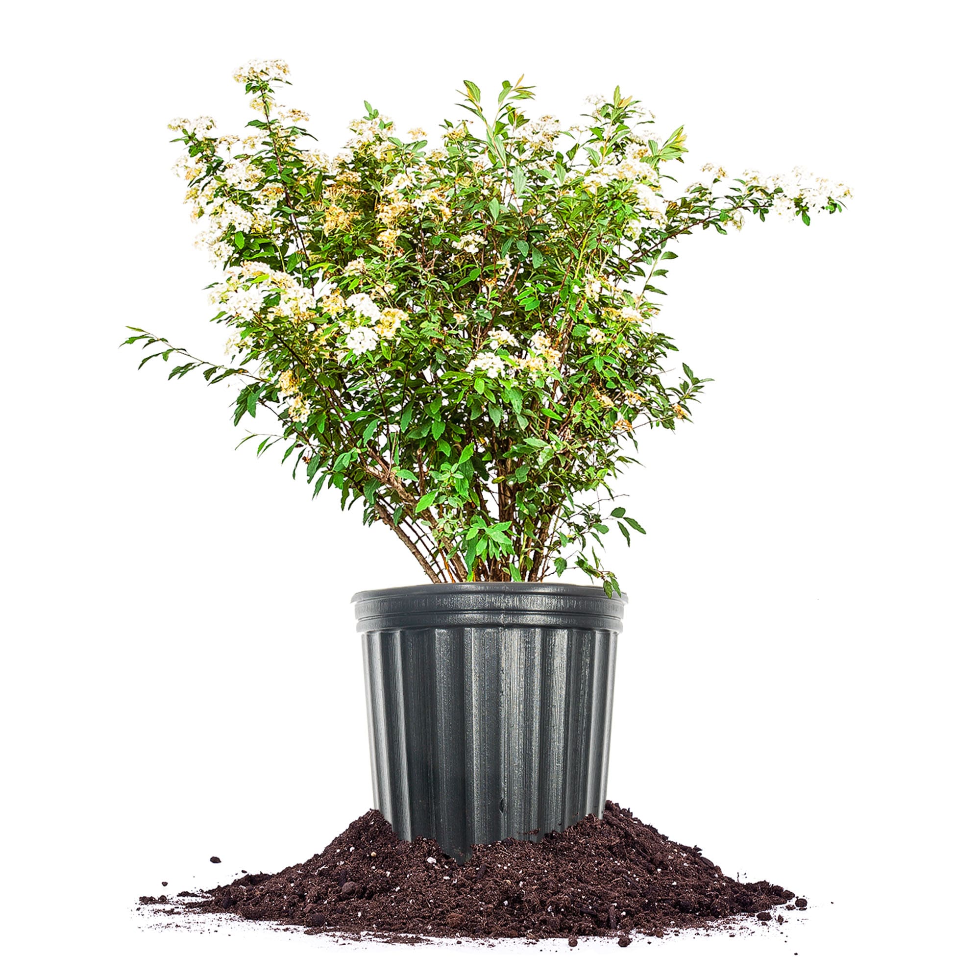 Perfect Plants LOBRIDALWREATH3G Bridal Wreath Spirea Flowering Shrub in 3 -Gallon Pot 1 -Pack with White Blooms