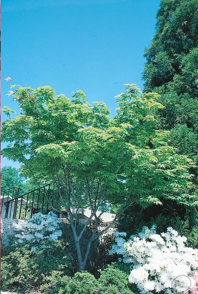  NURSERY 12.33-Gallon Red Feature Tree Japanese Maple In Pot (With Soil)