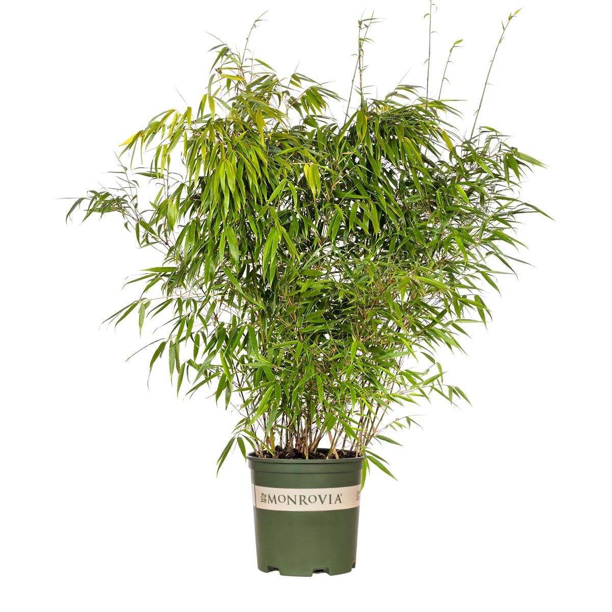 Monrovia Sunset Glow Clumping Bamboo in 1.73-GAL Pot