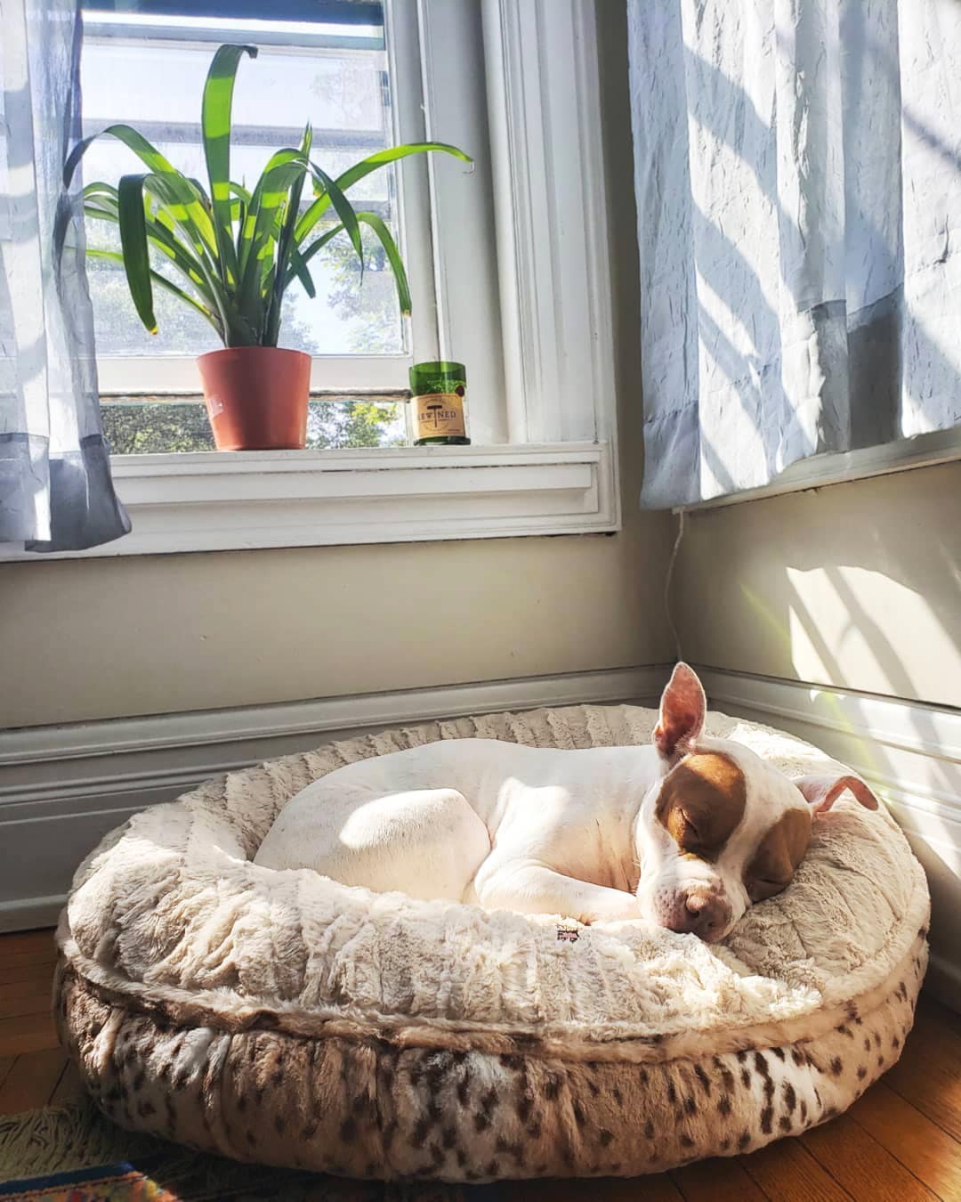 Bessie and Barnie BAGELZ-NBSL-M Pet-Beds - View #3