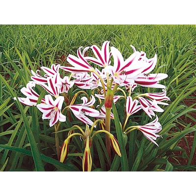 Eagle Rock JUMBO NEW Crinum Lily blooming-size bulb 