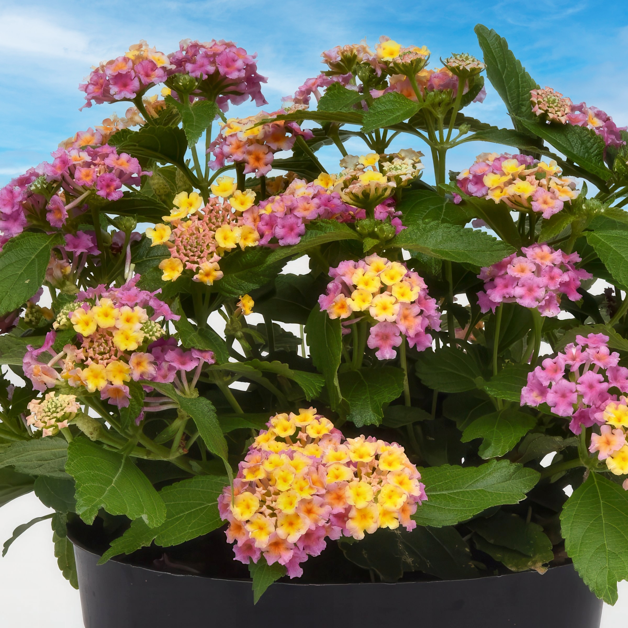 National Plant Network LW1470 annuals - View #4