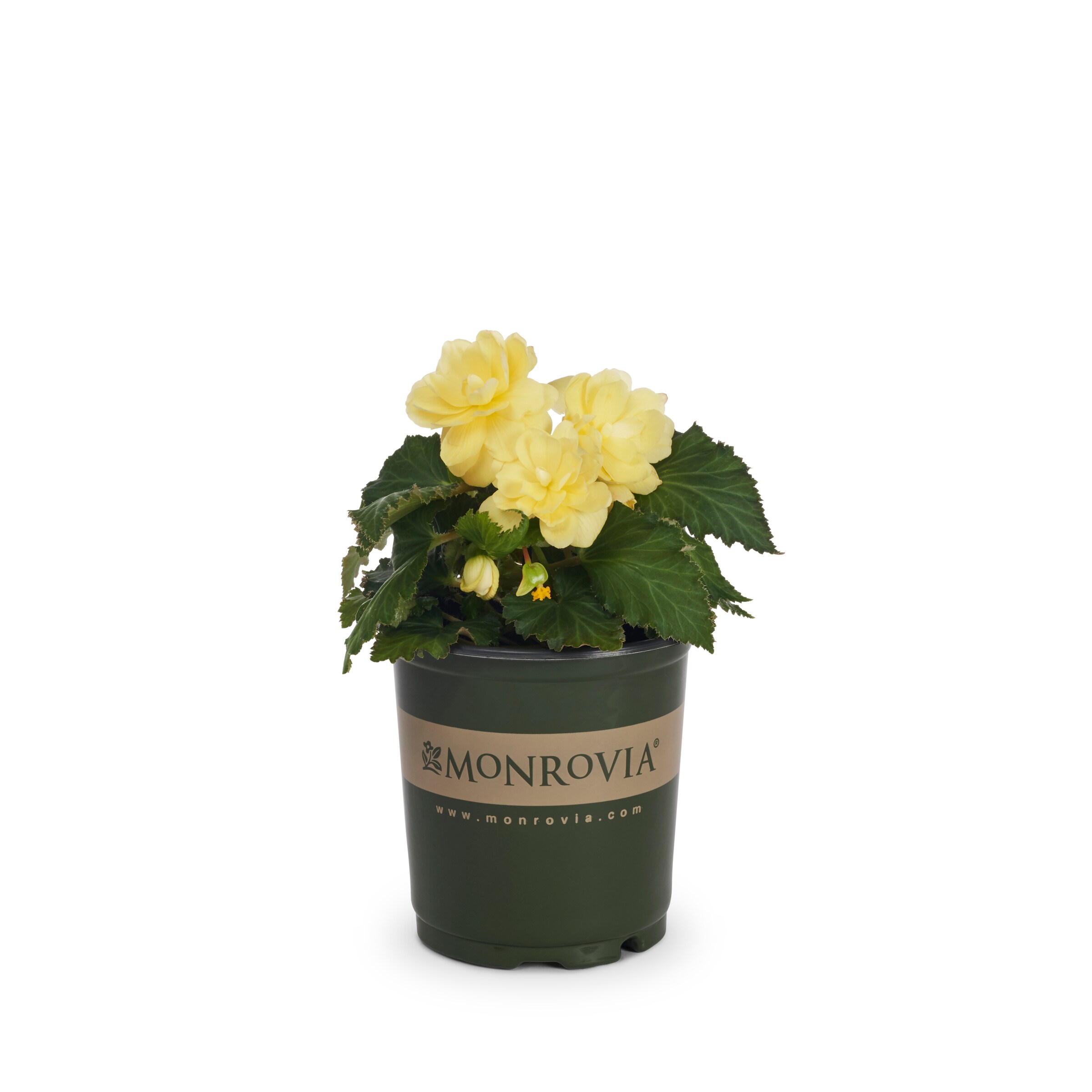 Monrovia 221655 annuals - View #4