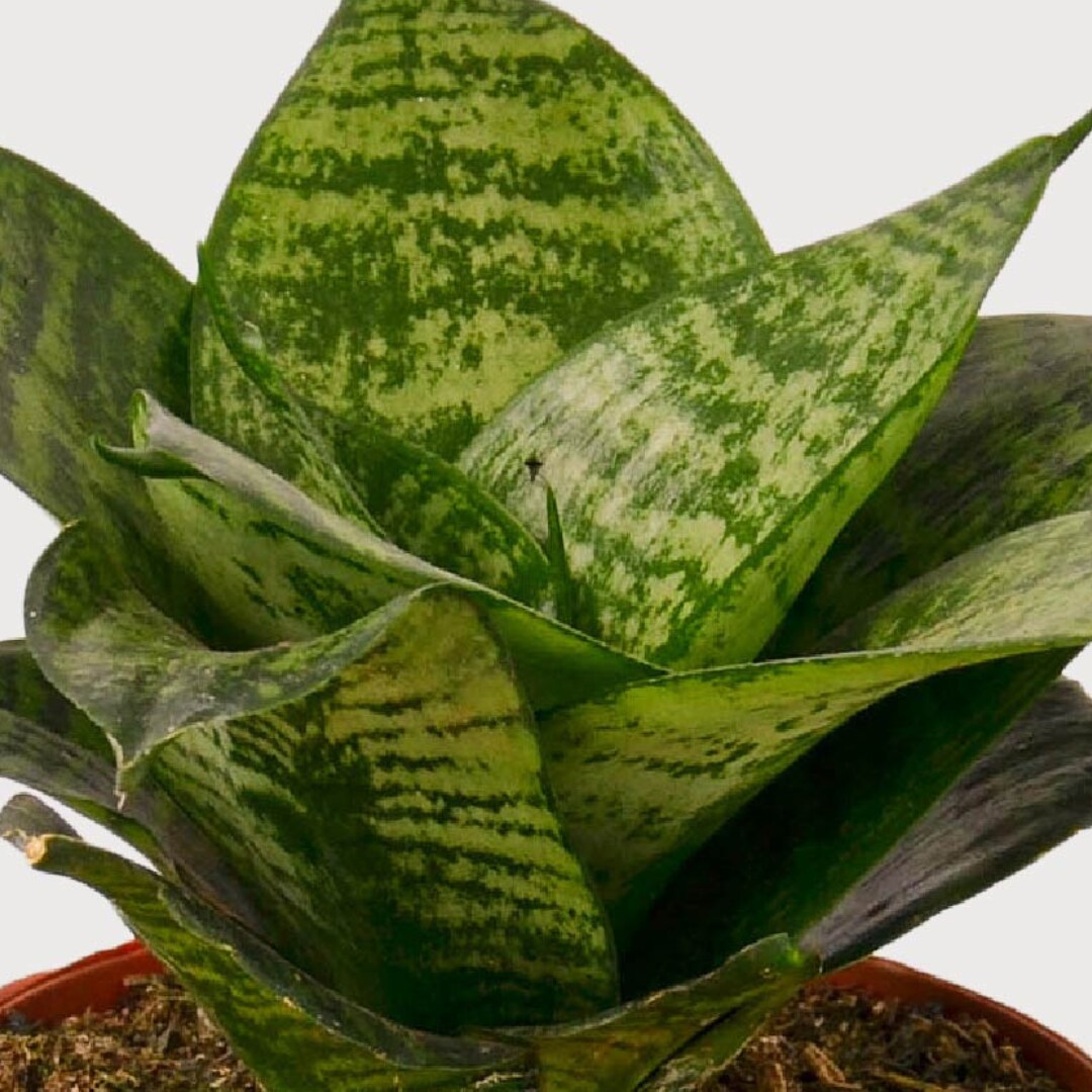 House Plant Shop 4-SNAKE-VARIETY-3PK hseplants - View #3