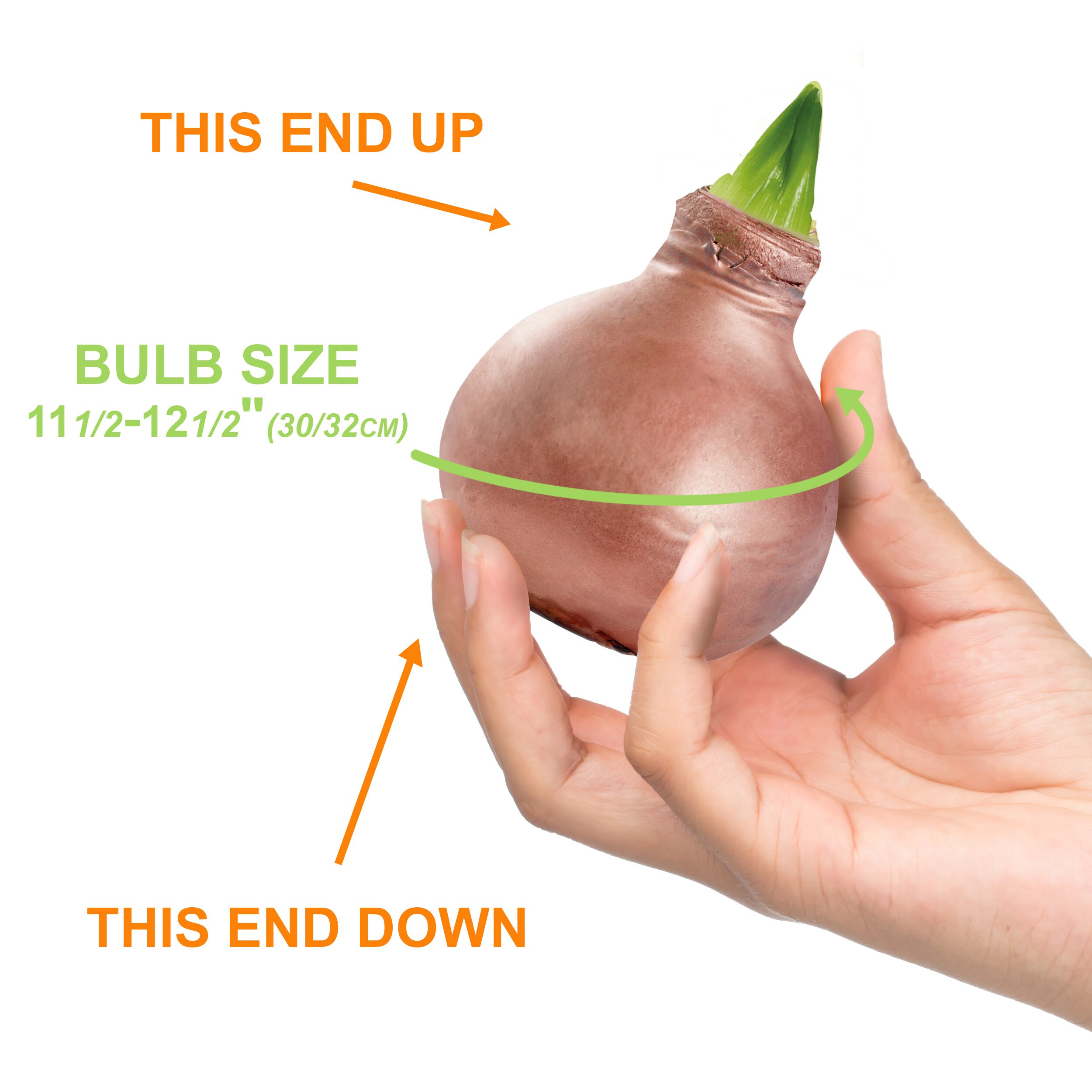 Garden State Bulb ECH-41-01-01 Plant-Bulbs - View #4