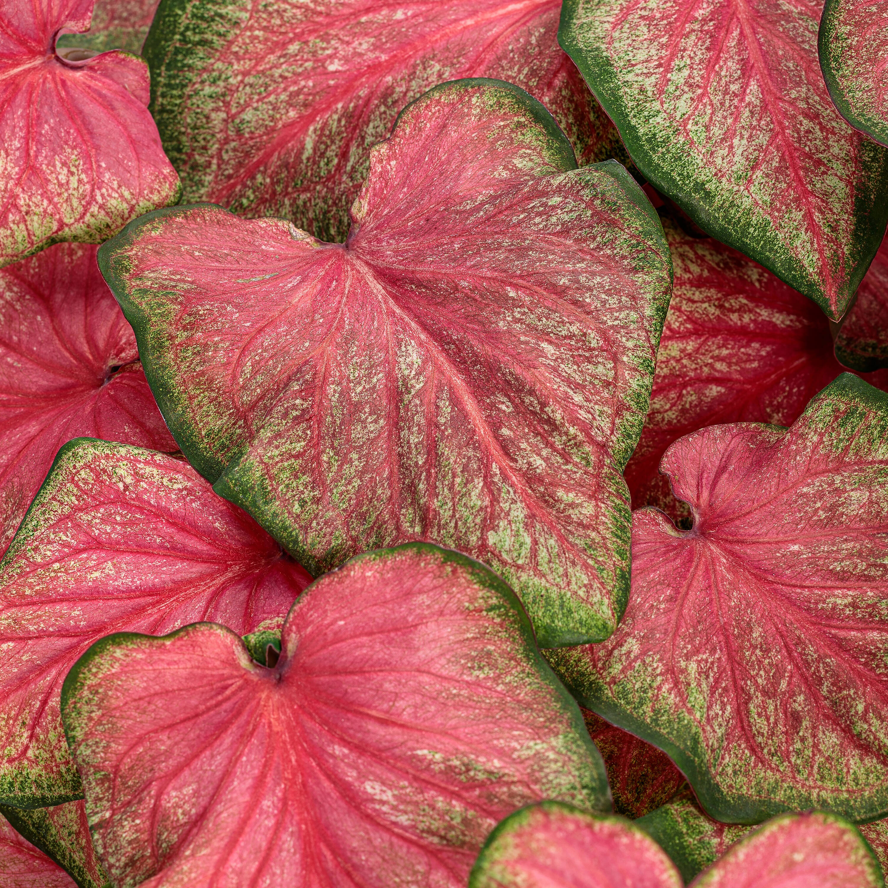 Proven Winners CLDPRW1357800 Caladium in 4.5 Quart(s) Planter