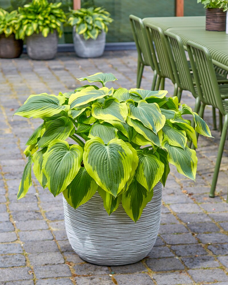 Spring Hill Nurseries Tokudama Hosta Perennial Plants in 3-Pack ...