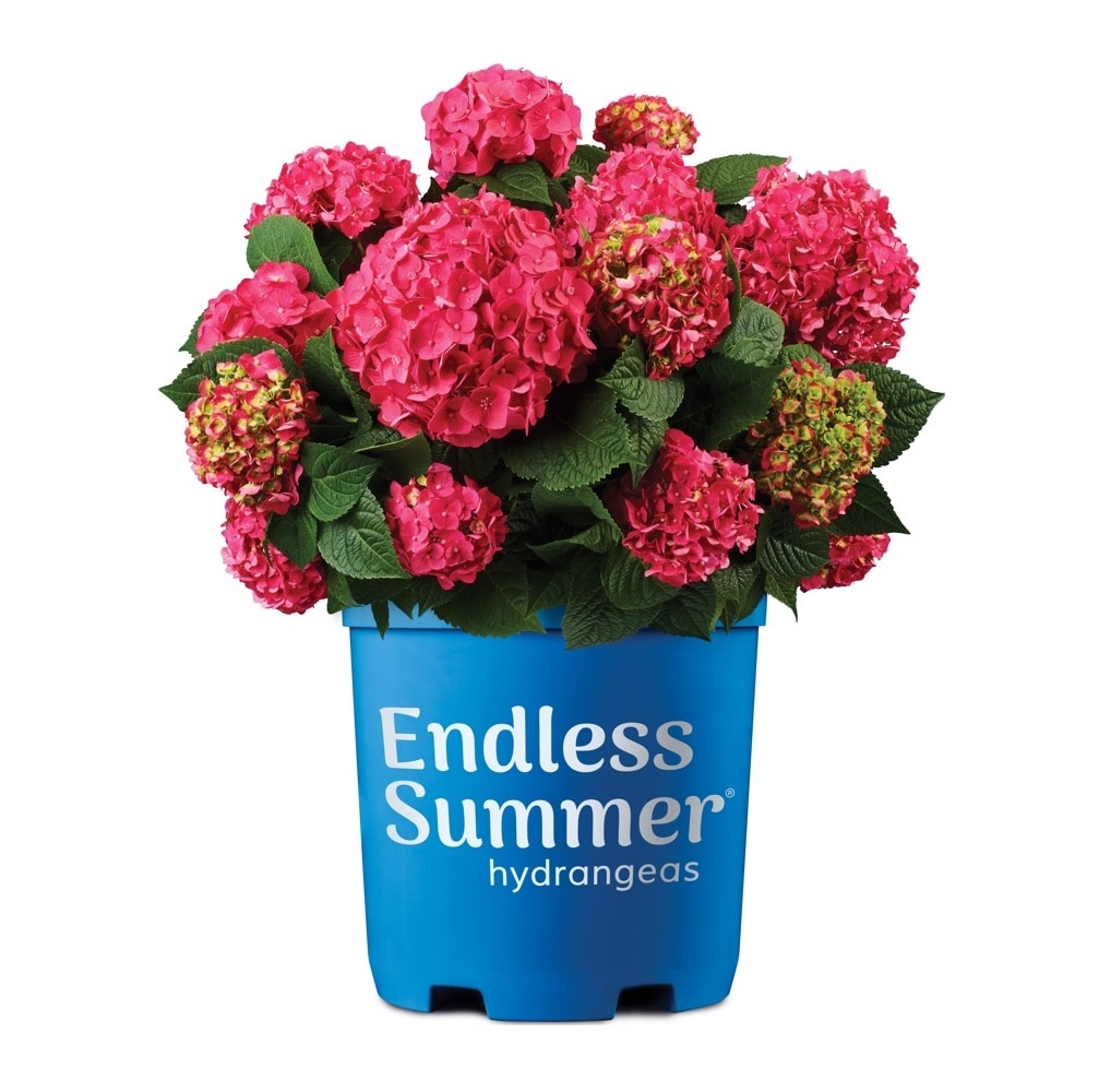 Endless Summer 1 -Gallon Endless Summer Summer Crush Hydrangea Flowering Shrub with Pink Blooms 1 -Pack