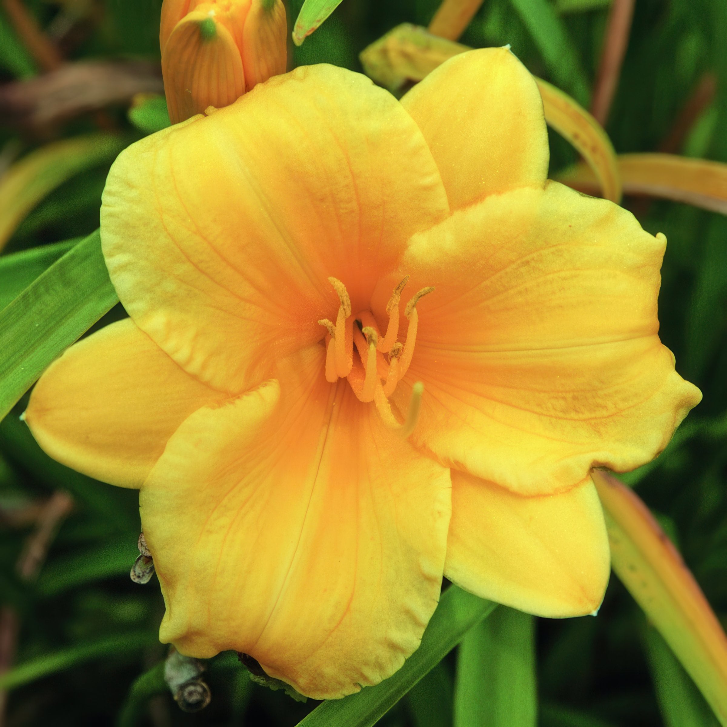 National Plant Network LW1986 Yellow Stella D'Oro Daylily Plant in 3 -Pack Bareroot 3 -Pack