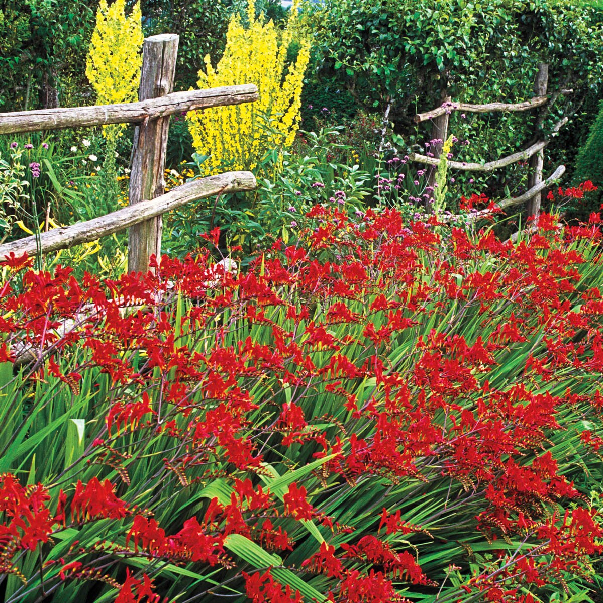 Direct Gardening 96059 Plant-Bulbs - View #2