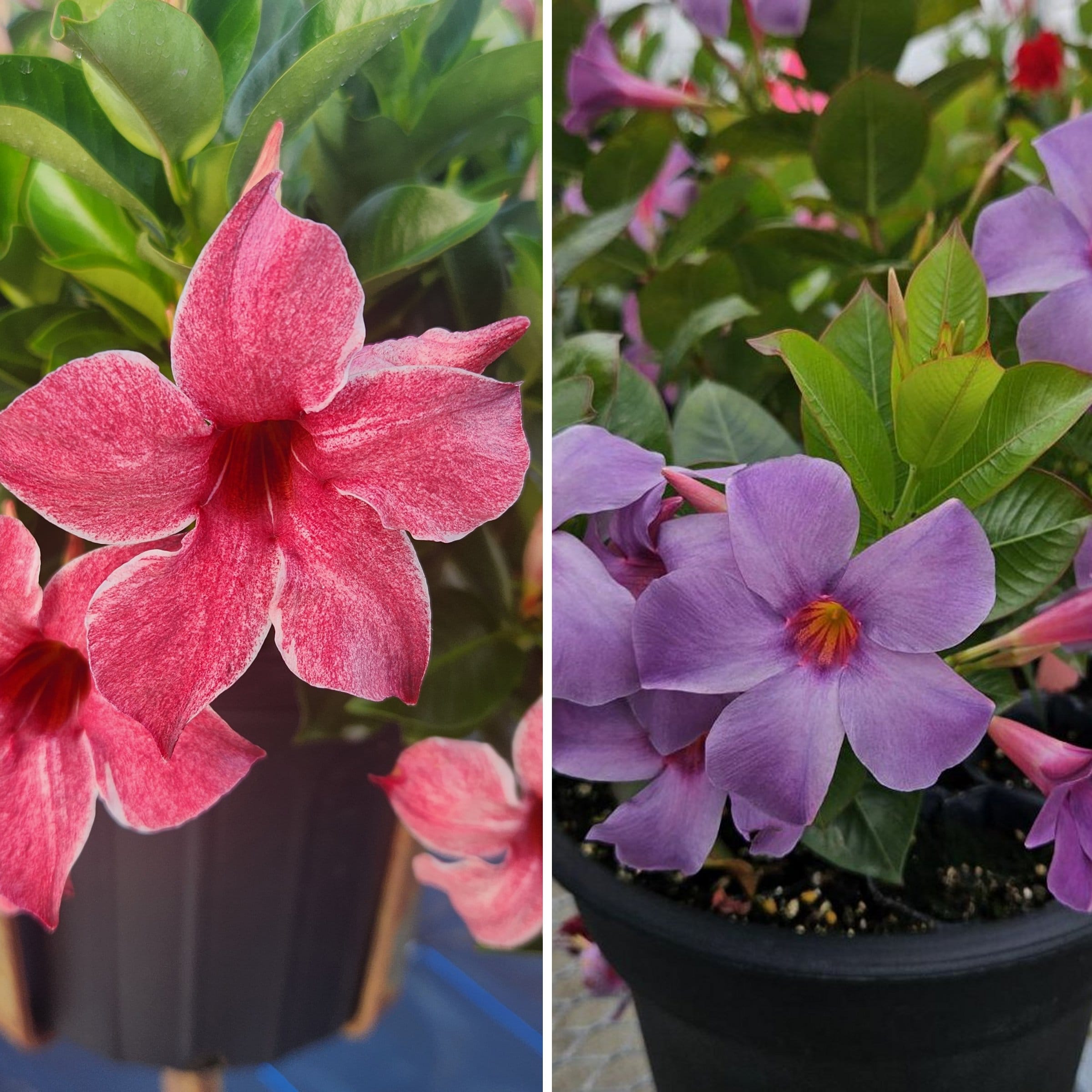 National Plant Network LW2157 Multicolor Mandevilla Blue and Pink Summer Duo in 4-in Pot 4-Pack