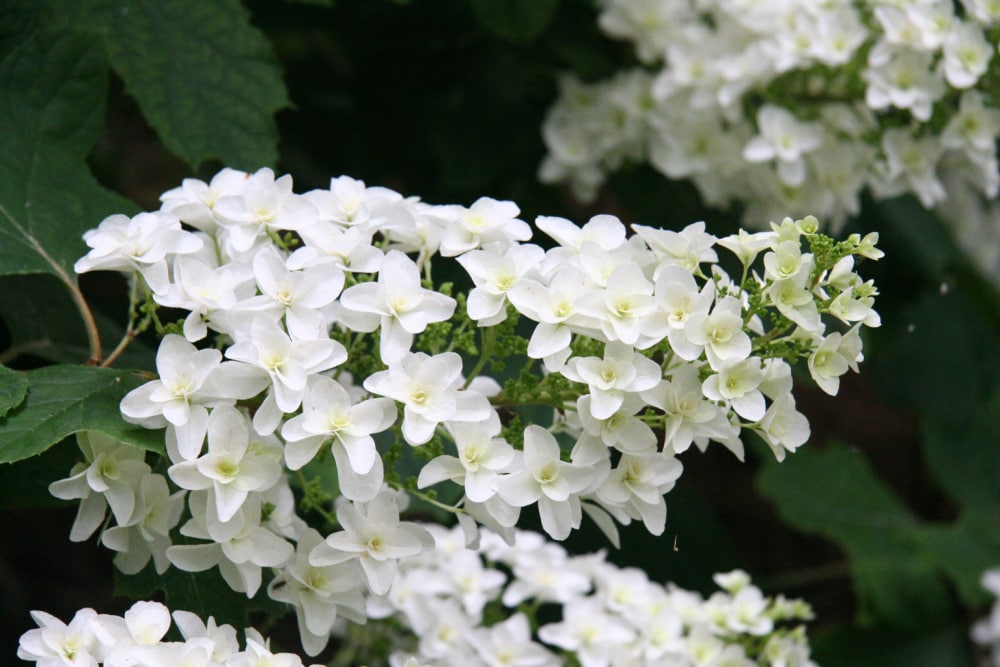 Spring Hill Nurseries White Flowering Snowcicle Oakleaf