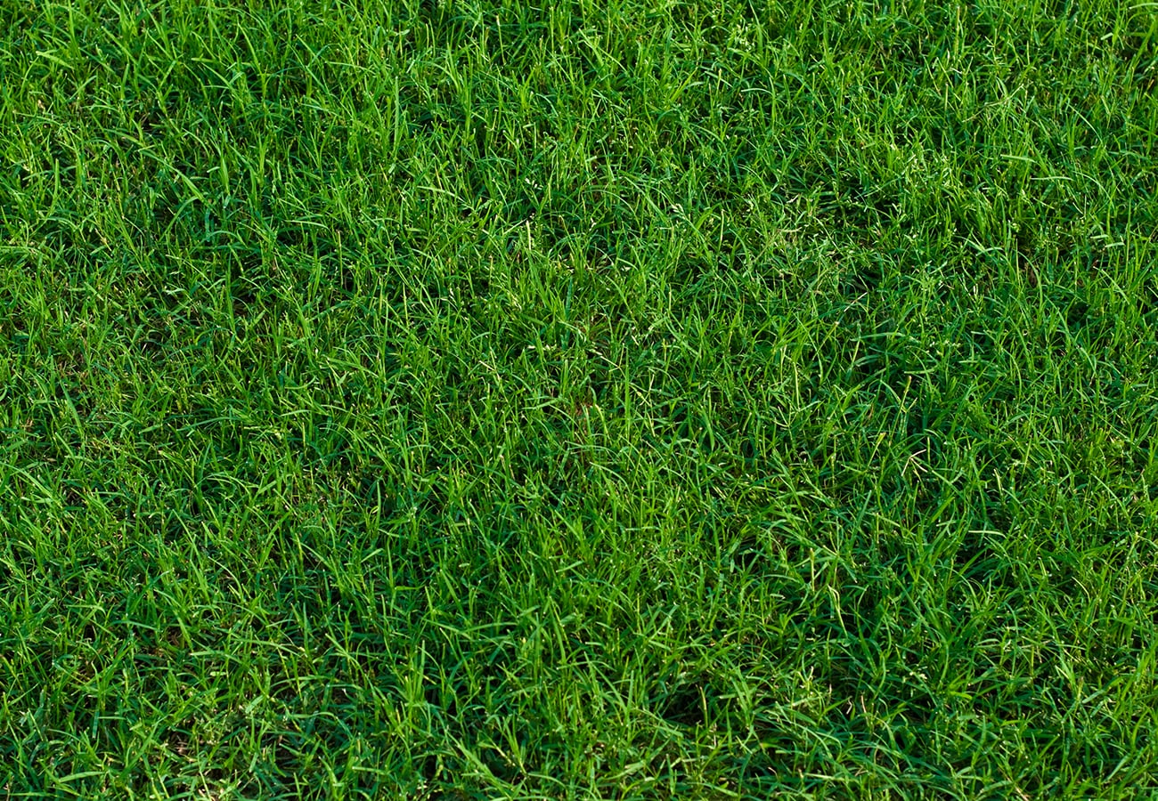 Harmony Outdoor Brands HPTT2.6 2.6-sq ft Natural Bermuda Sod Piece 189 -Pack