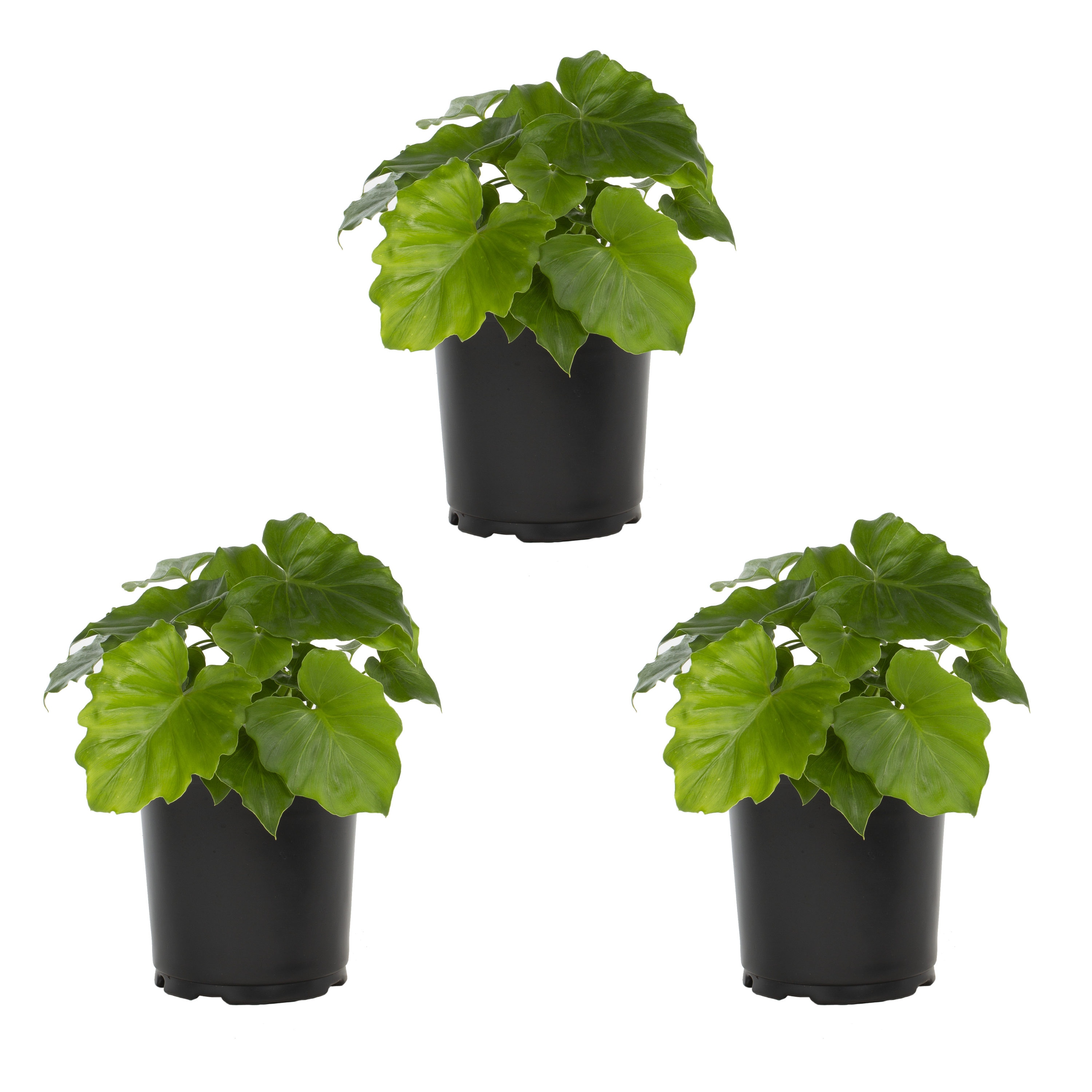 Metrolina Greenhouses 5100 Green Split-leaf Philodendron House Plant Pot