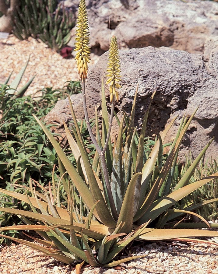 Lowe's NURSERY Aloe Vera in