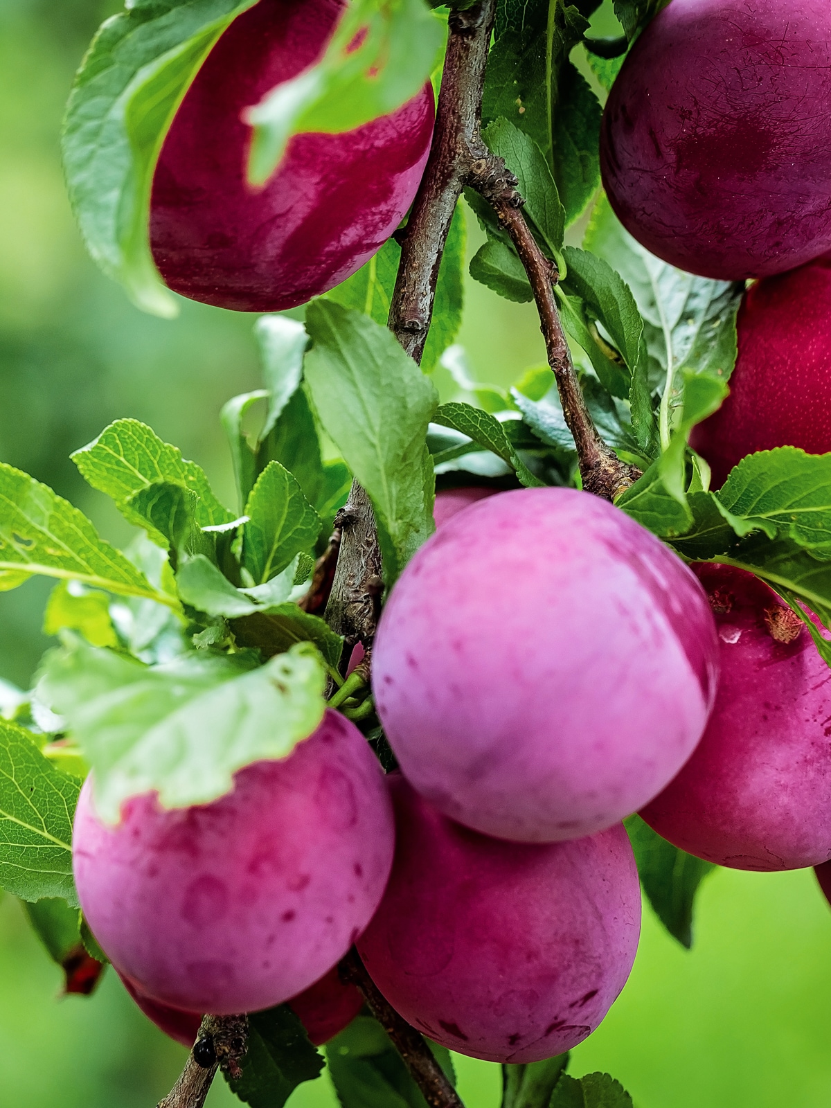 Southern Living Methley Plum Plants, Bulbs & Seeds at Lowes.com