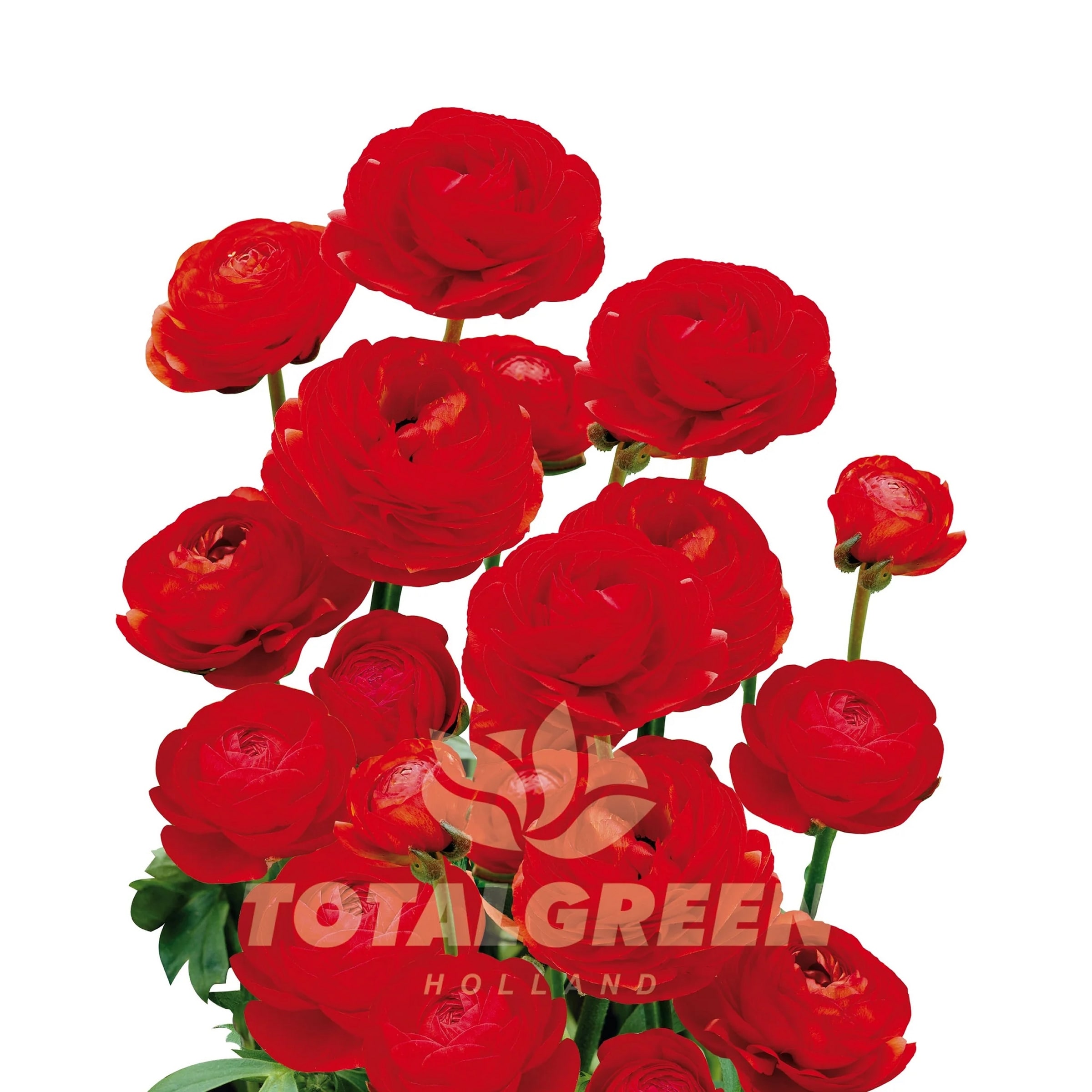 National Plant Network LW1640 Red Red Peony Plant in 1 -Pack Bareroot