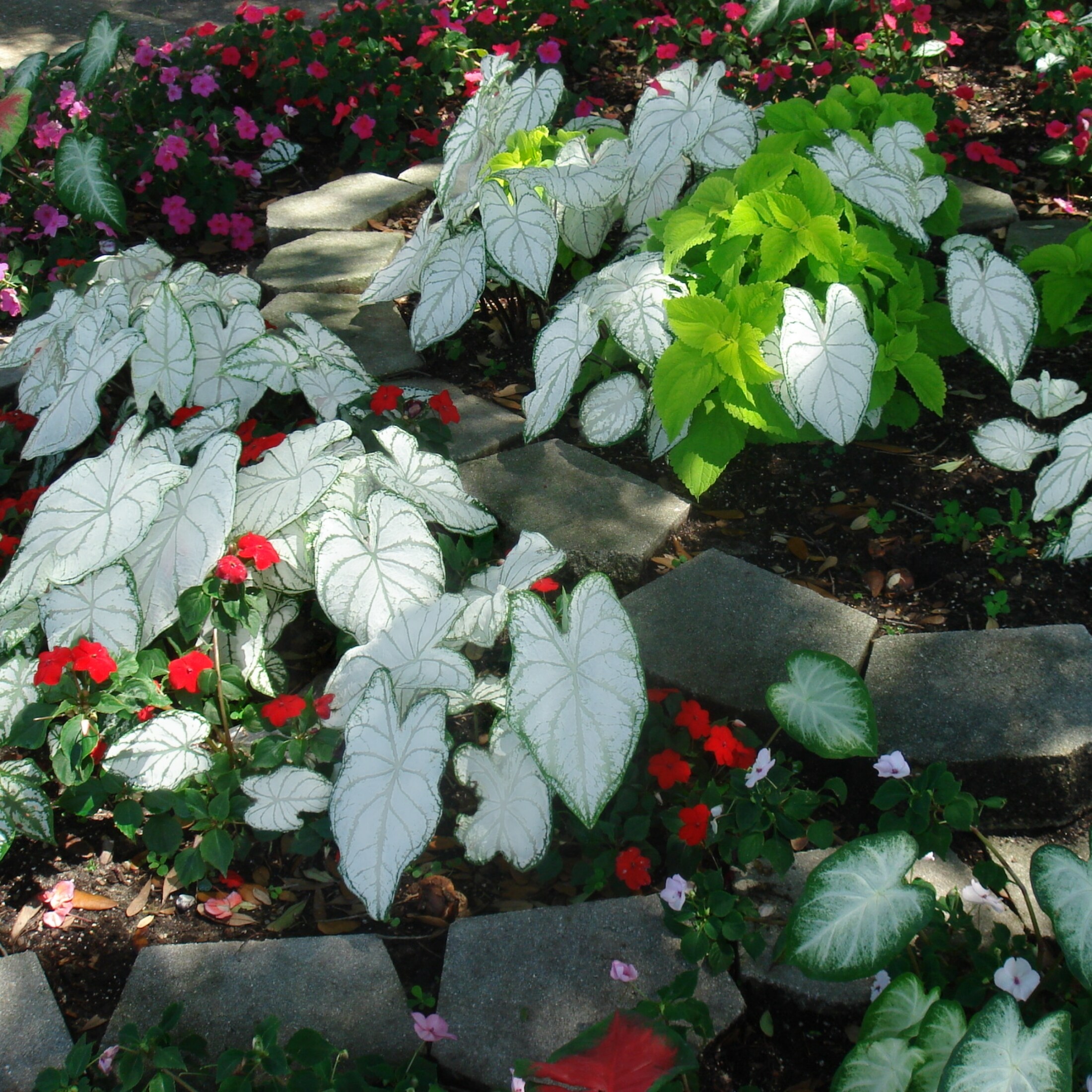 National Plant Network LW1157 1 Inch(Es) Caladium in Pot