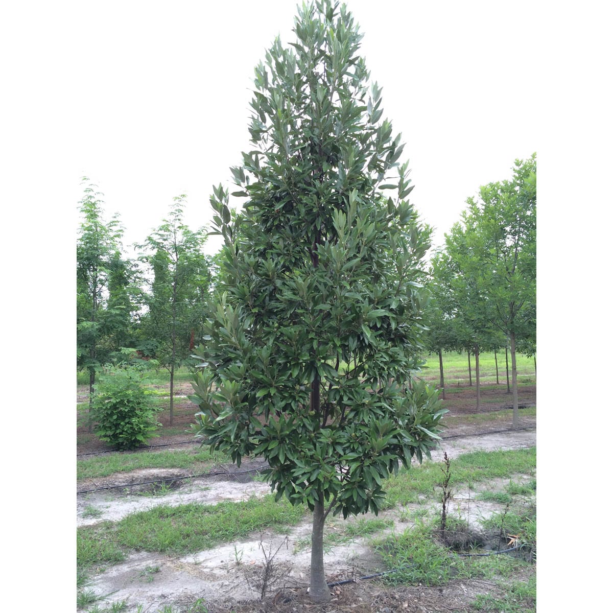 Spring Hill Nurseries 92081 trees - View #3