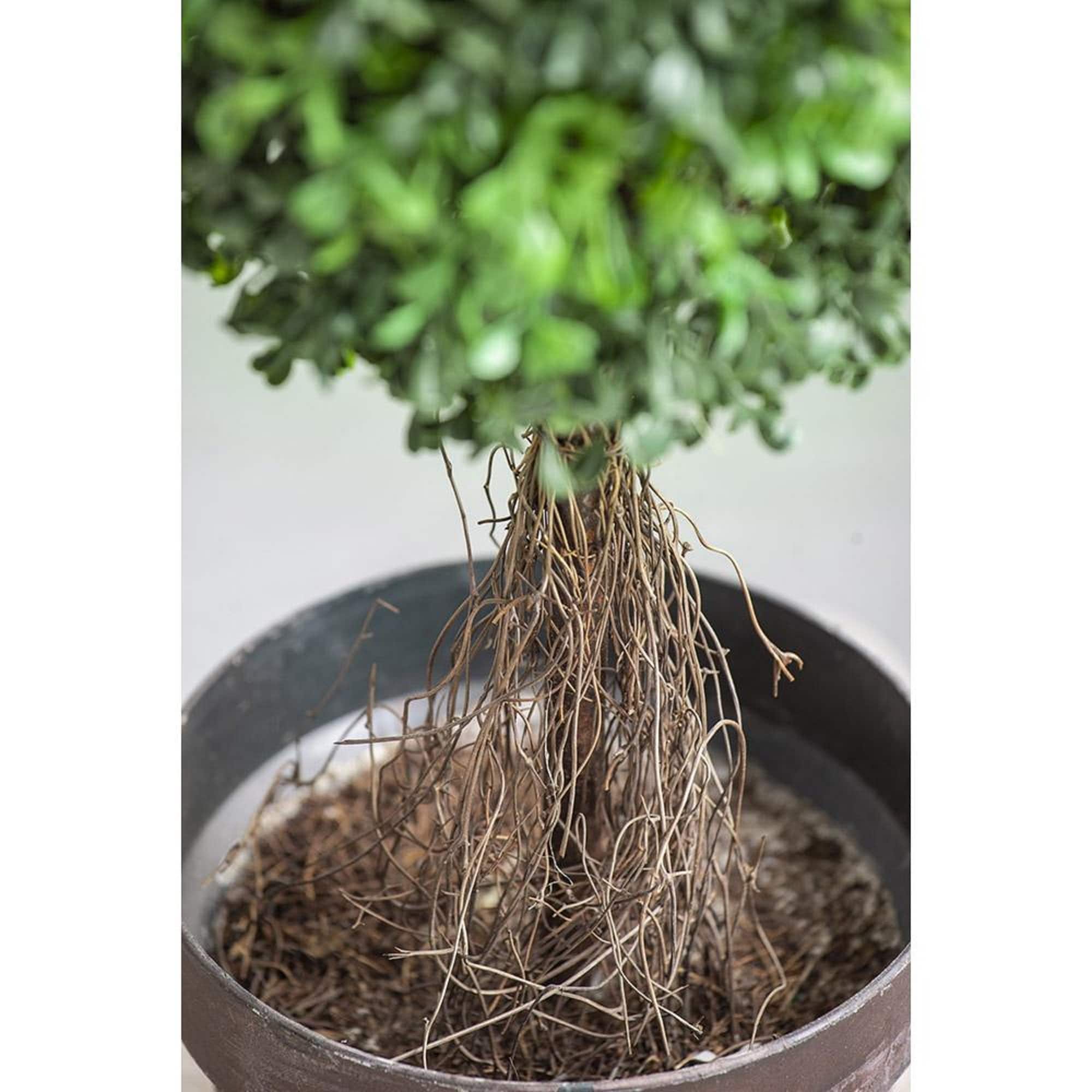 Elegant 35" Outdoor Faux Boxwood Topiary in Pot