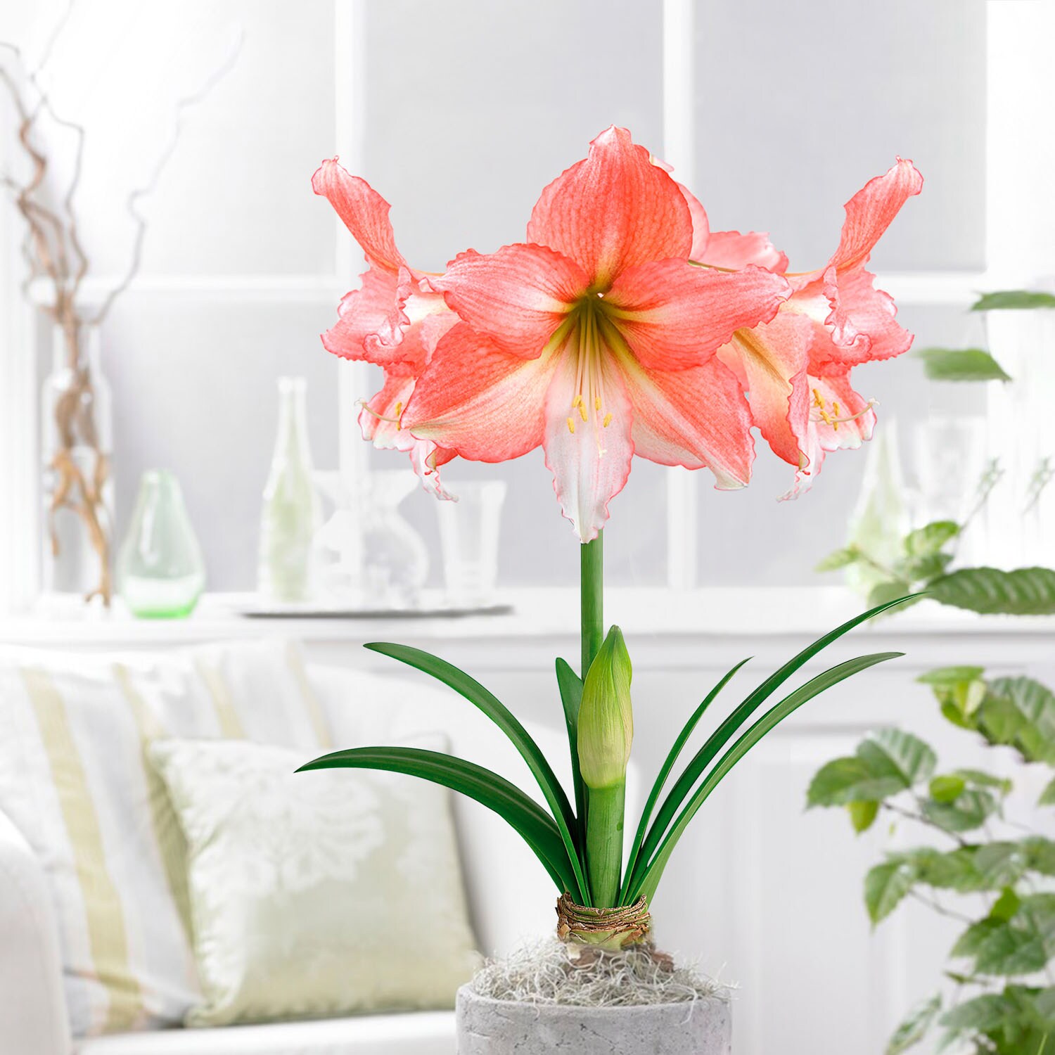 Garden State Bulb ECH-36-03-01 Plant-Bulbs - View #6