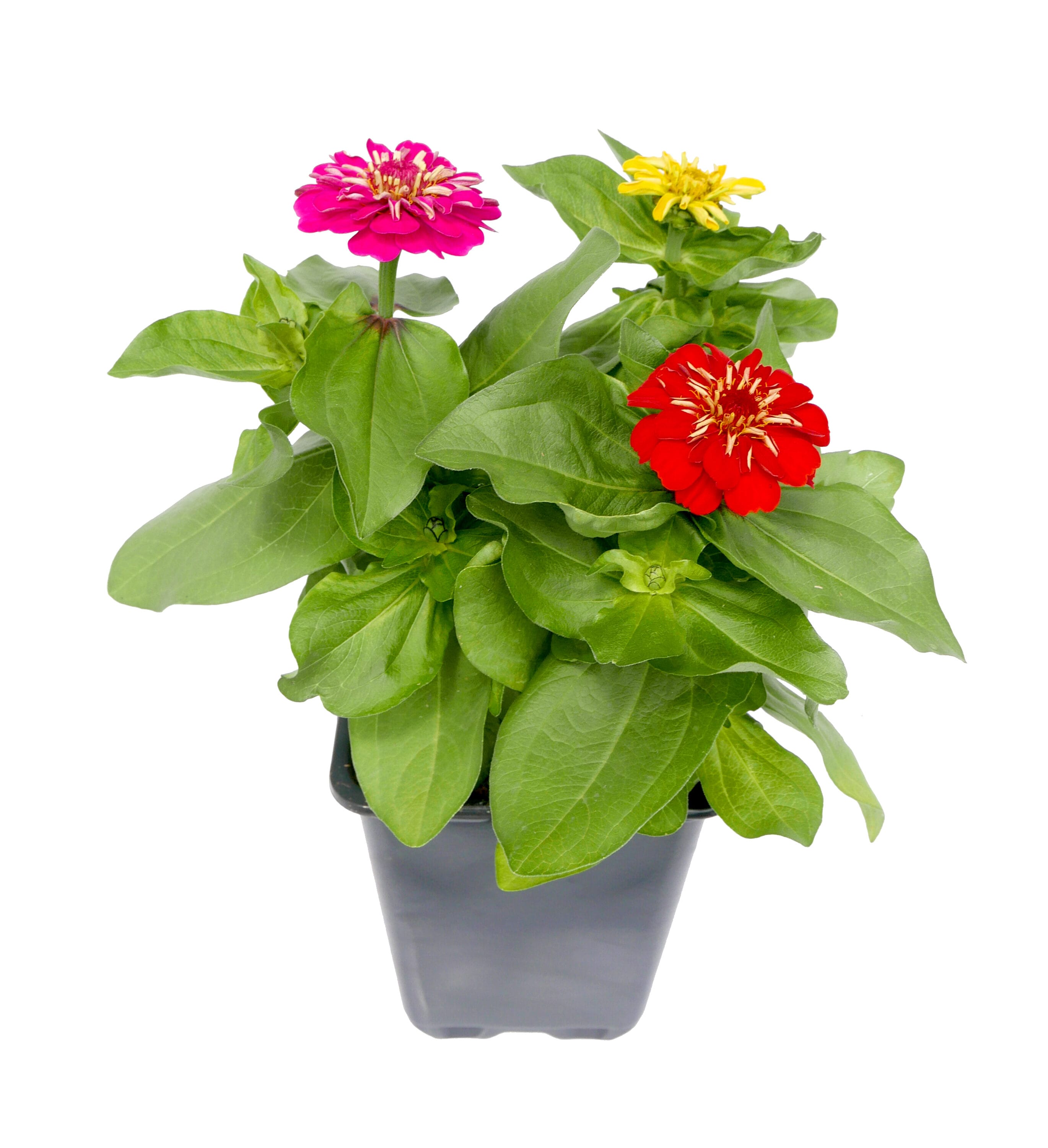  2238 annuals - View #4