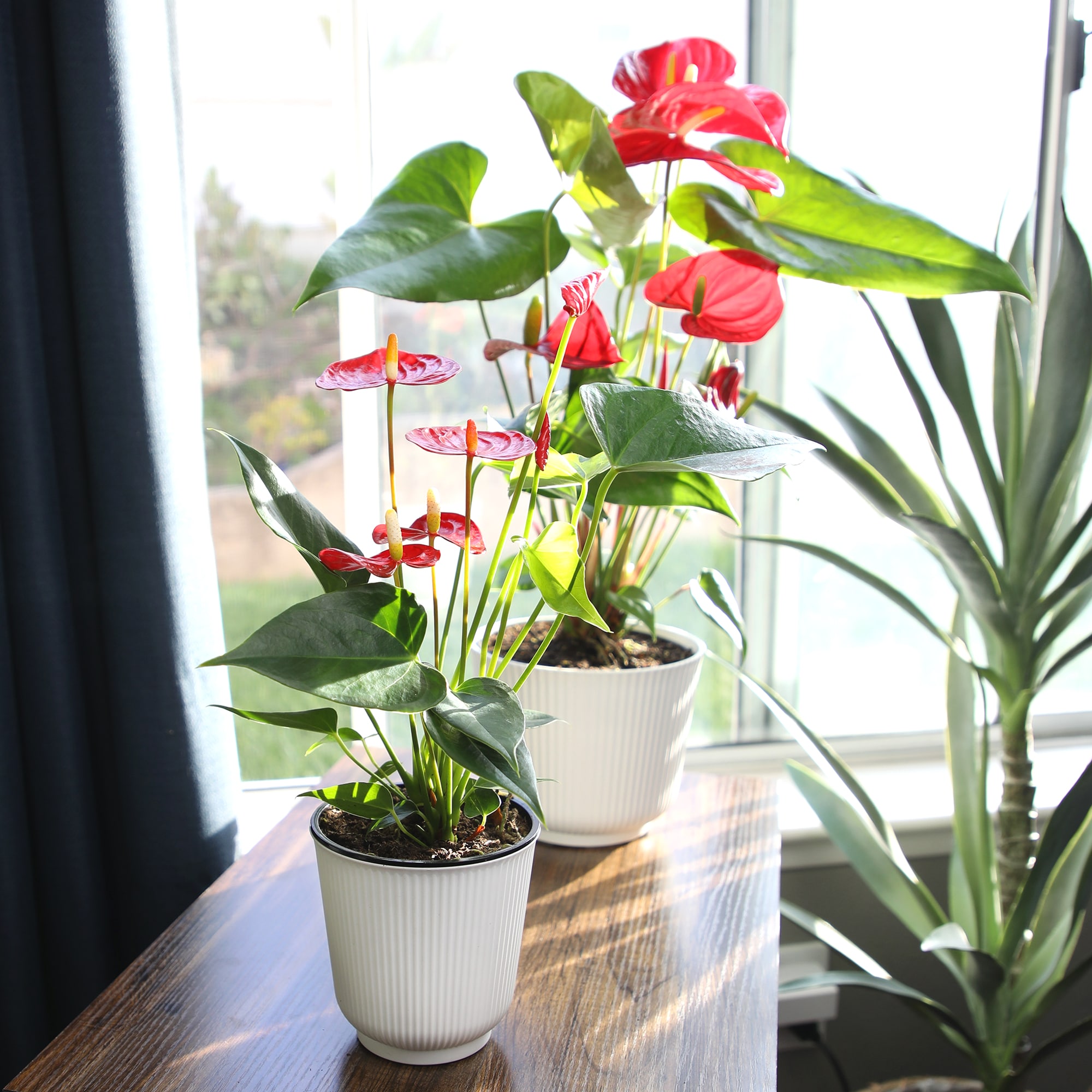 Altman Plants 0873013 hseplants - View #9