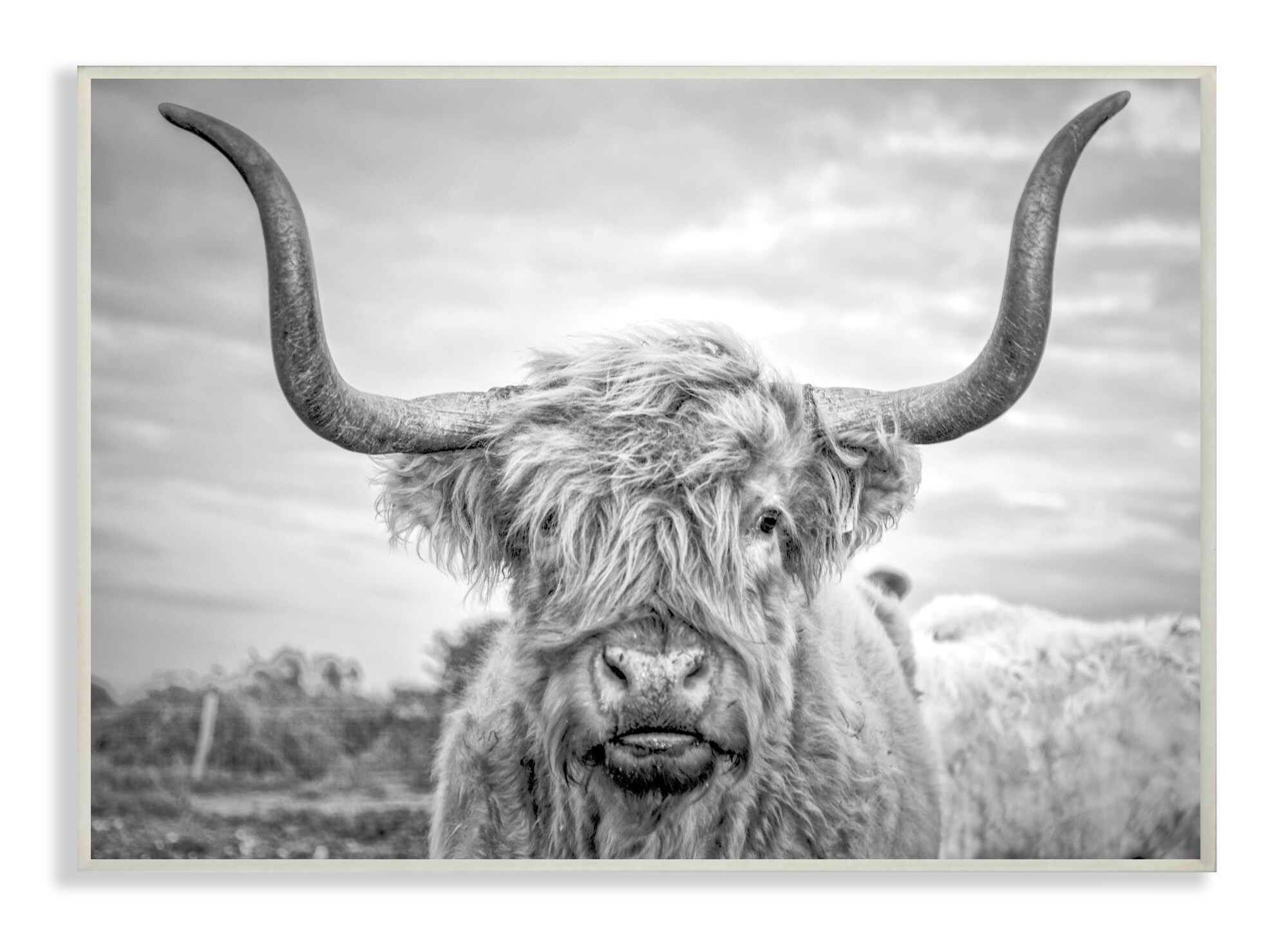 The Stupell Home Decor Collection Black and White Highland Cow Photograph Oversized Wall Plaque Art, 12.5 x 0.5 x 18.5