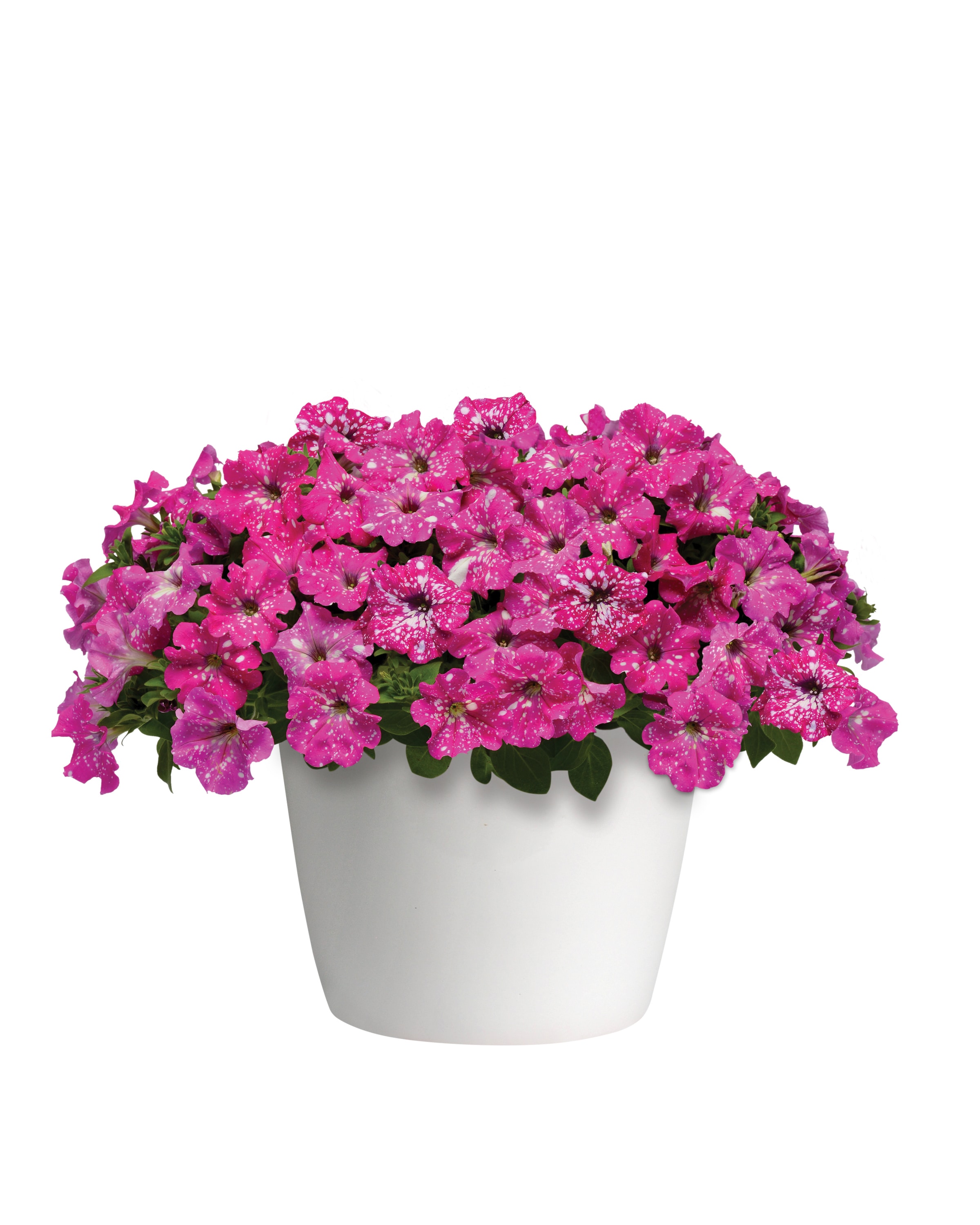 National Plant Network LW1324 annuals - View #4