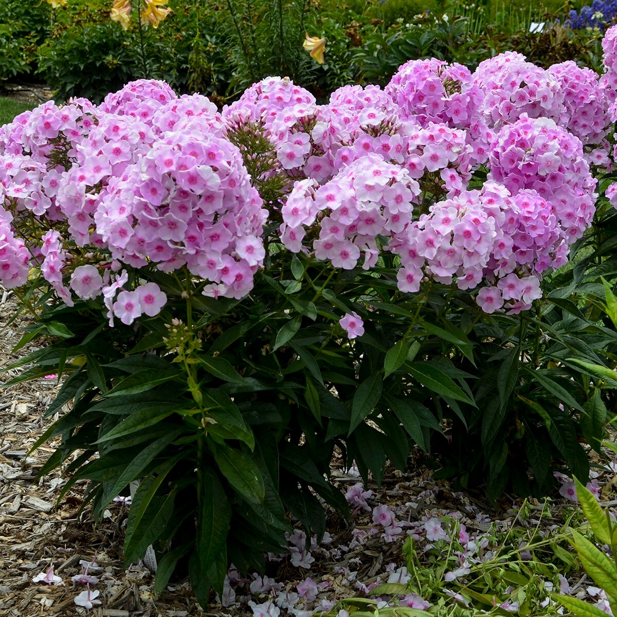 Proven Winners PHLPWP3006102 perennials - View #6