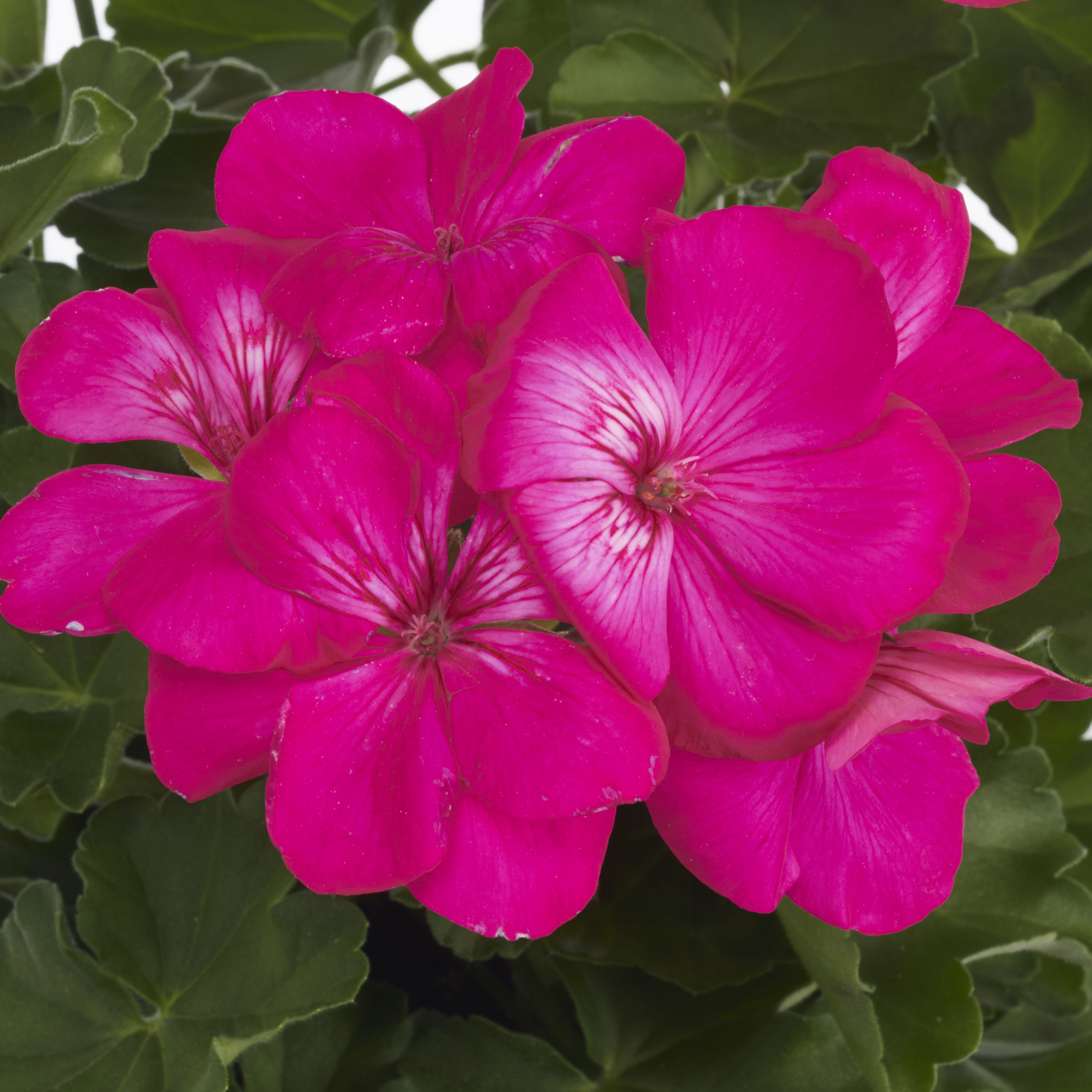 Monrovia Multicolor Geranium in 2.5-Quart Pot in the Annuals department ...