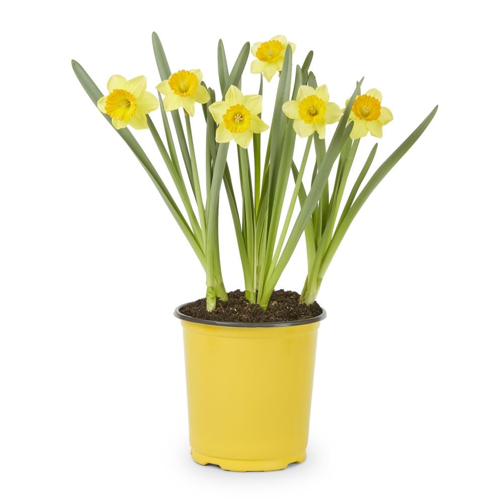 Lowe's 20.20 Quart Daffodil Bulbs L20 in the Plant Bulbs ...