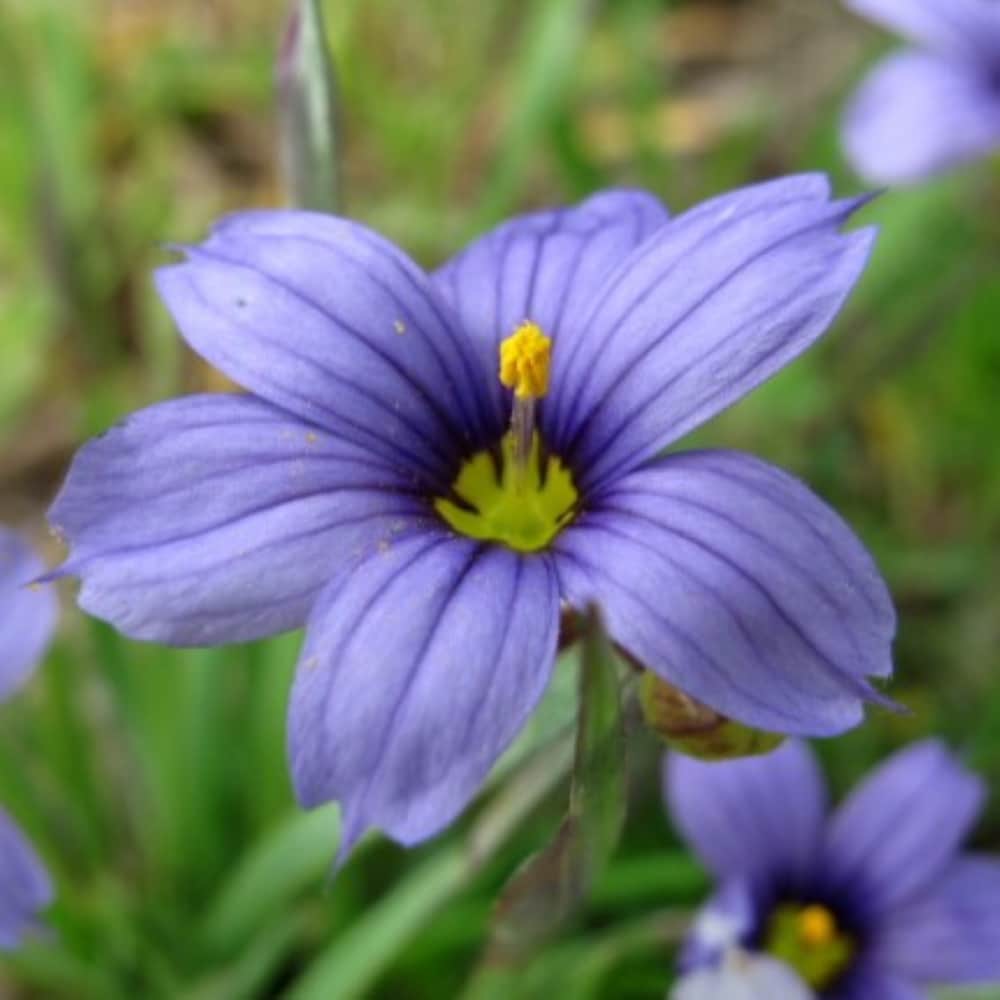 Lowe's NURSERY Blue Blue Eyed Grass Plant in 2.5 -Quart Pot