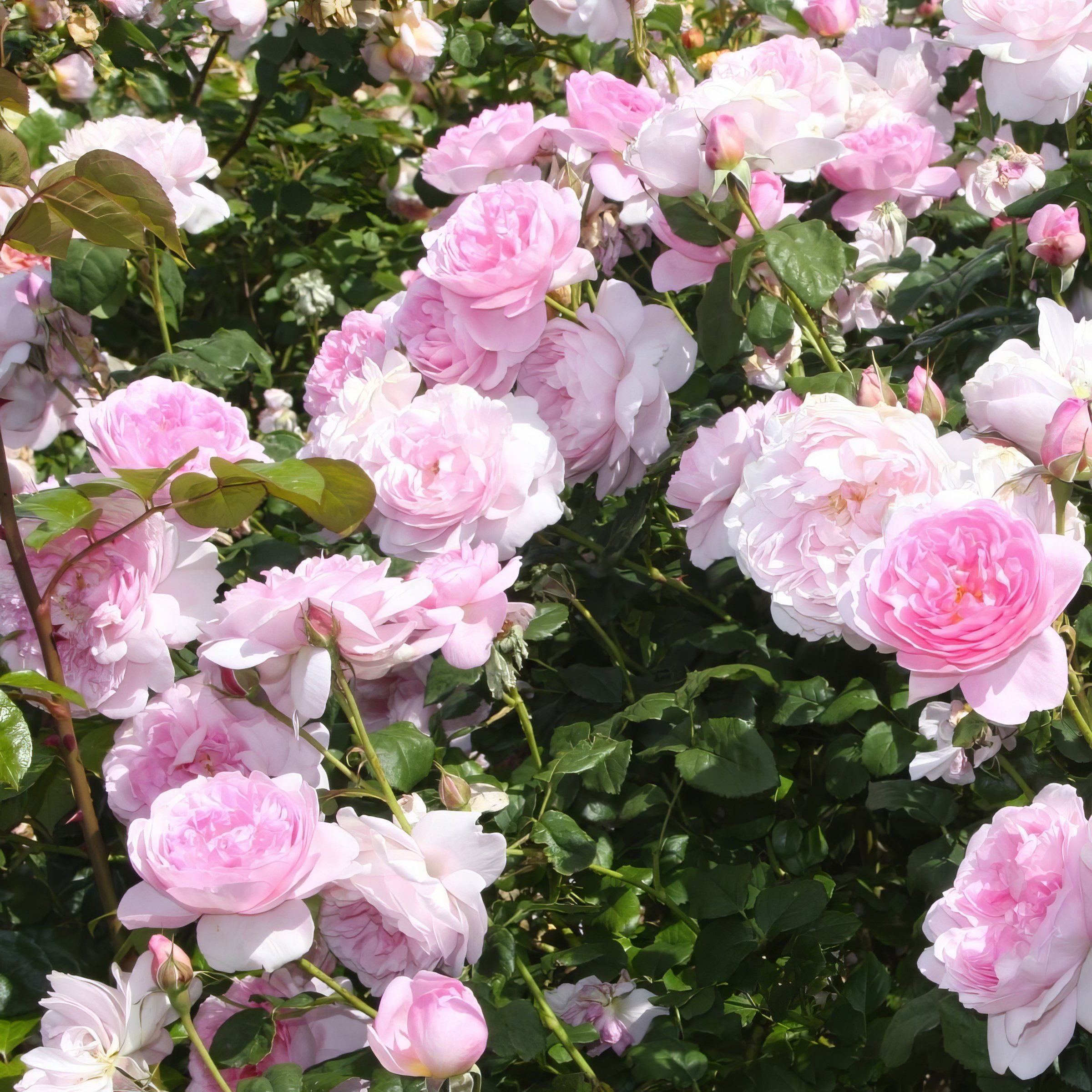 National Plant Network LW1351C roses - View #10